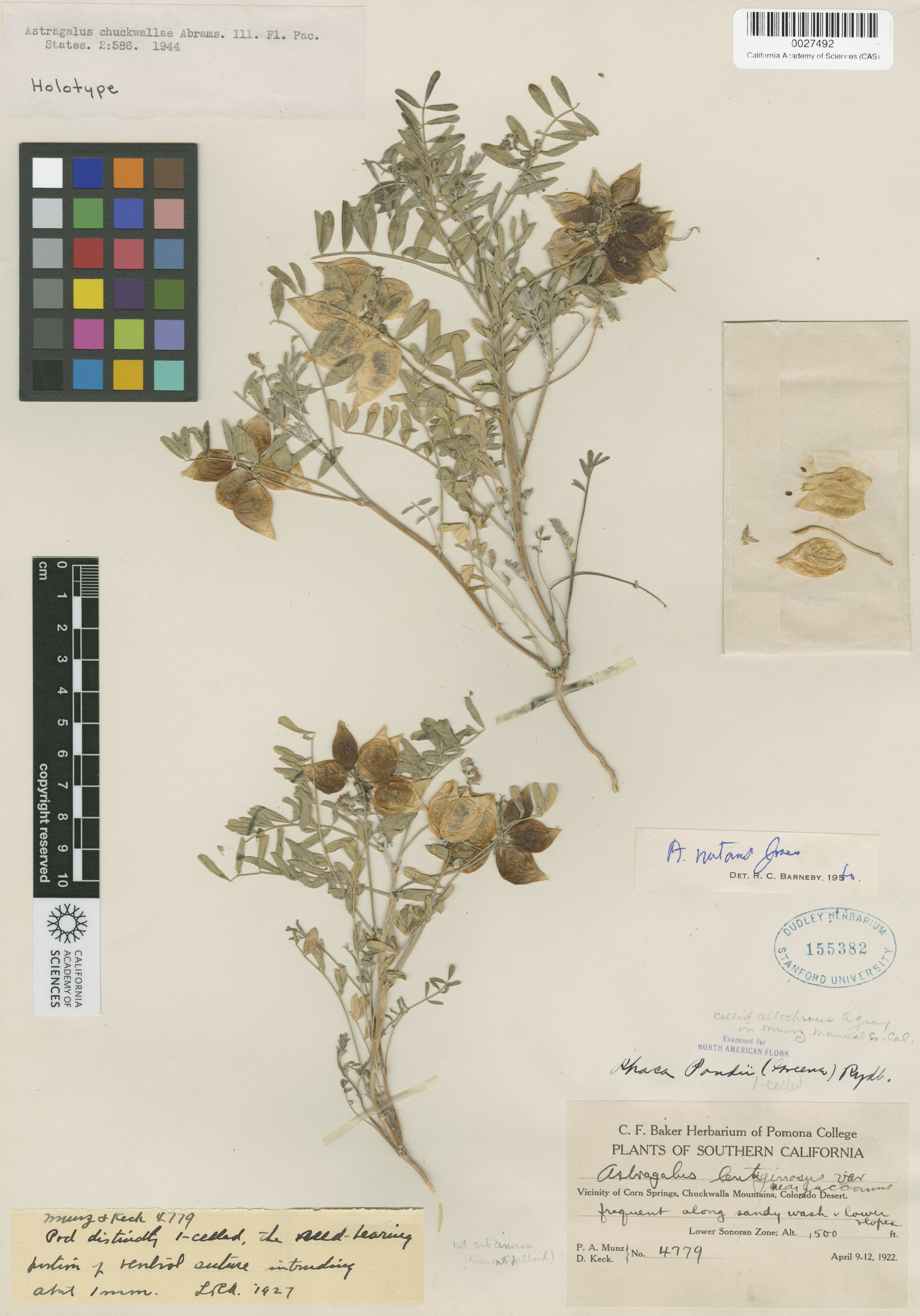 Astragalus nutans image