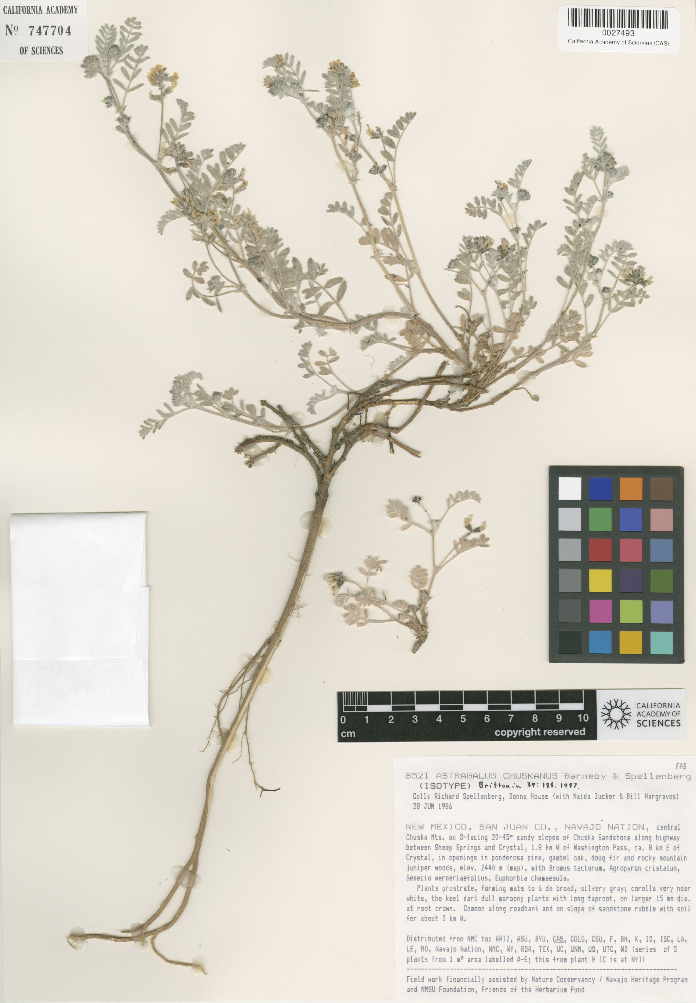 Astragalus chuskanus image