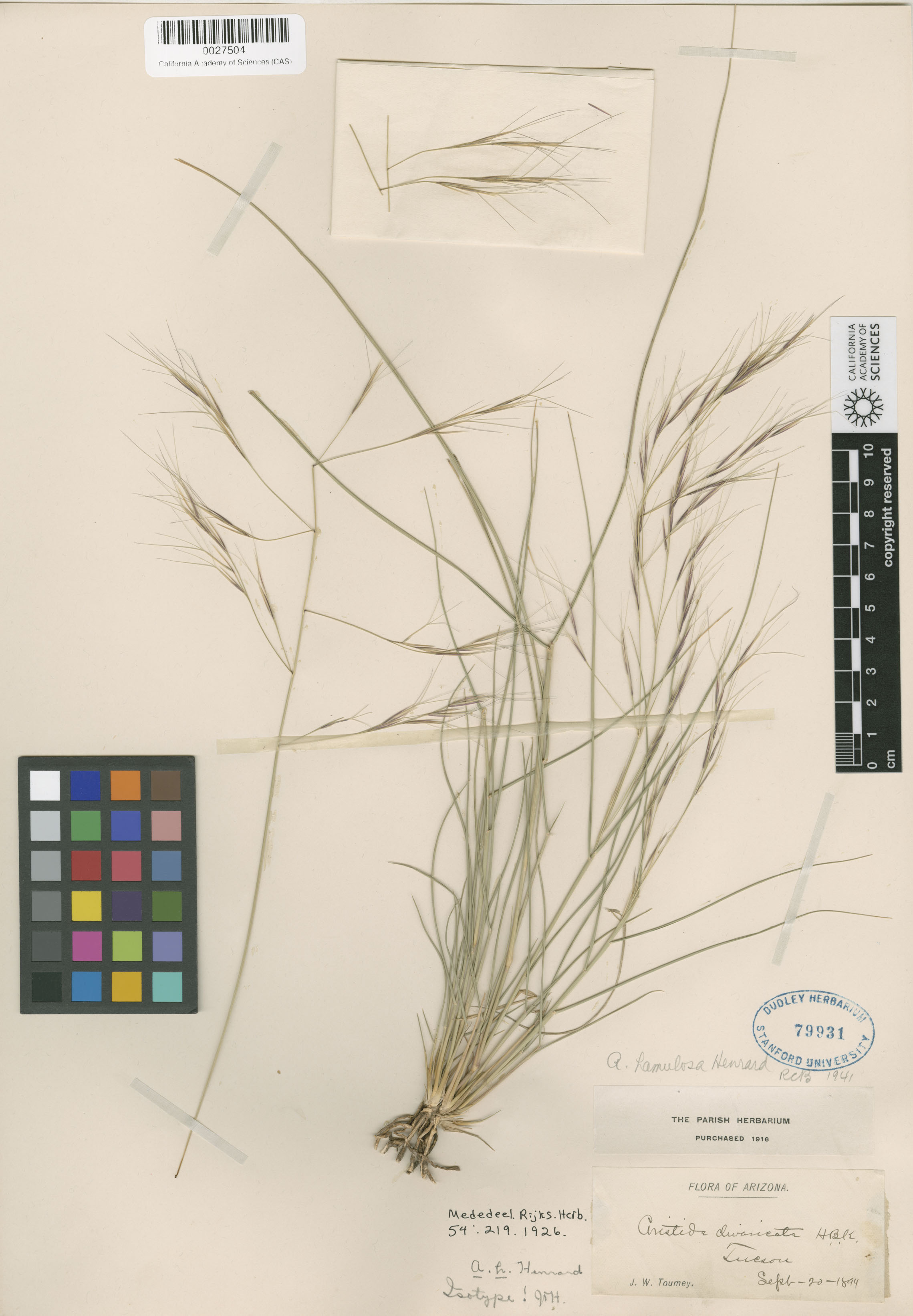 Aristida hamulosa image