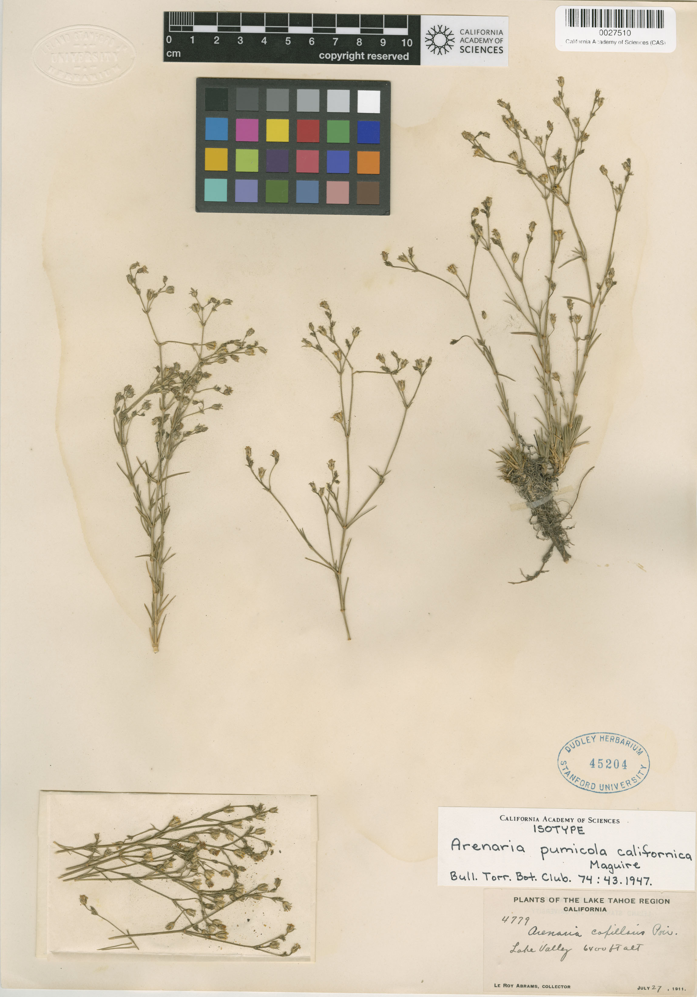 Arenaria pumicola var. californica image