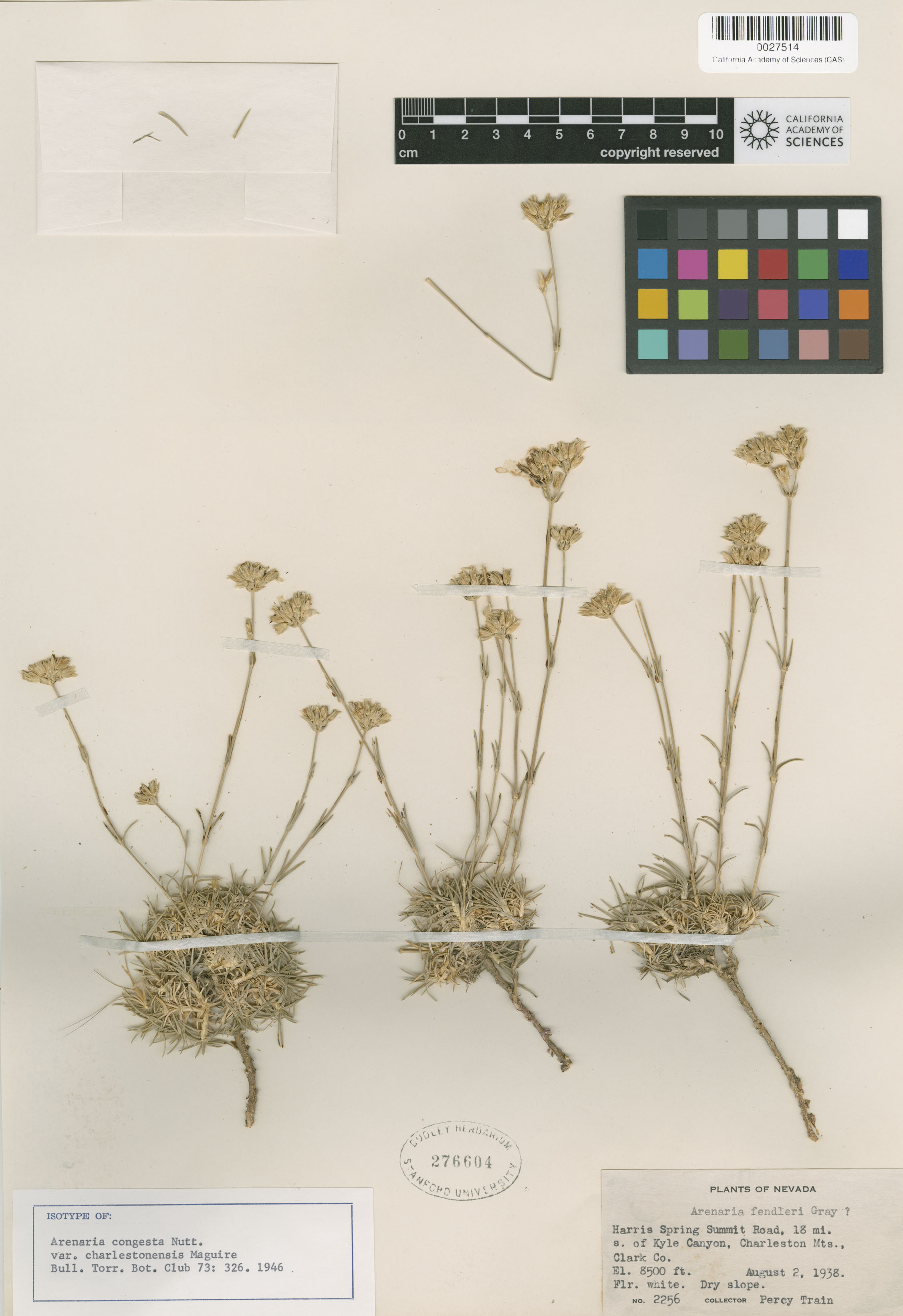 Arenaria congesta var. charlestonensis image