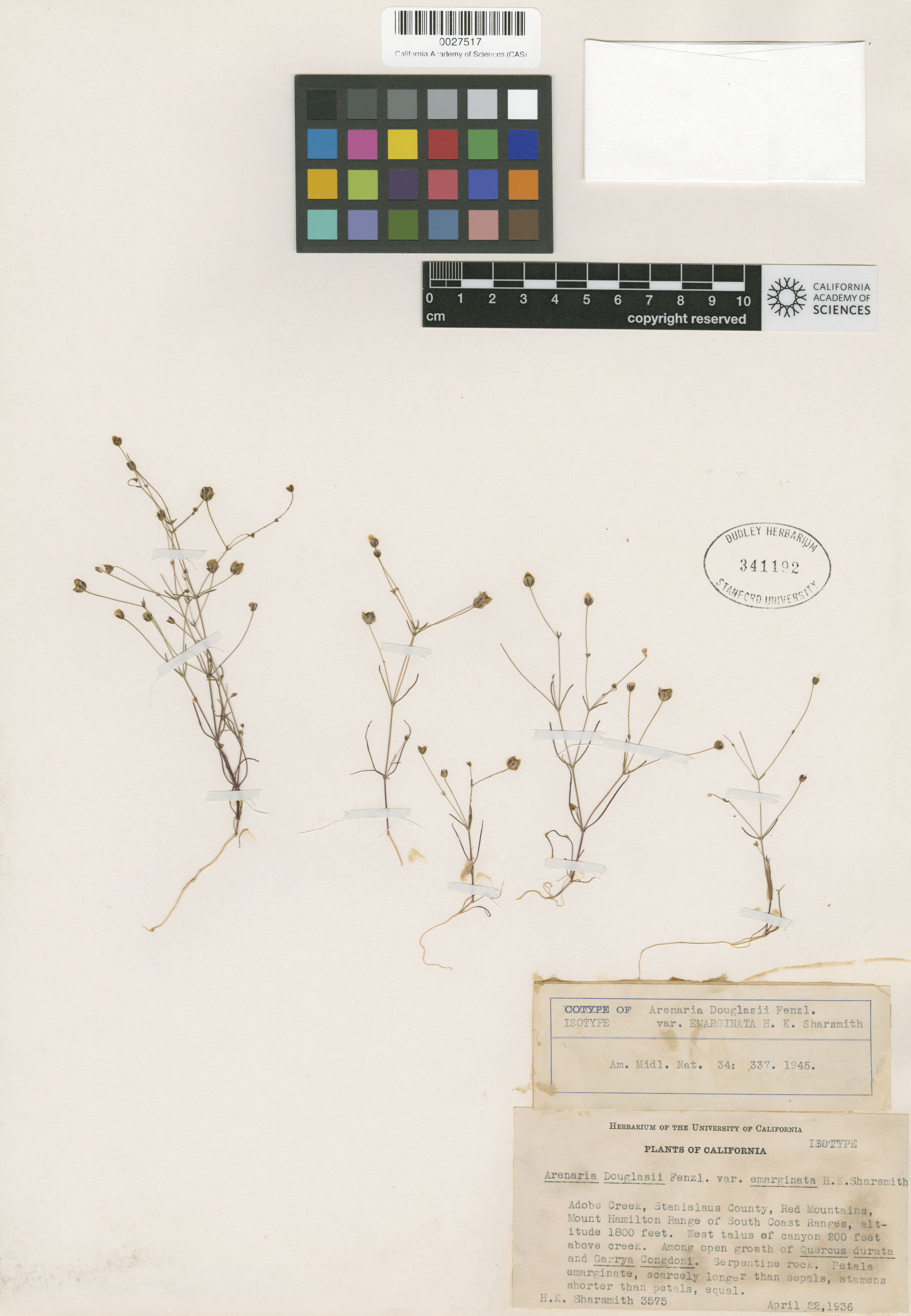 Arenaria douglasii image