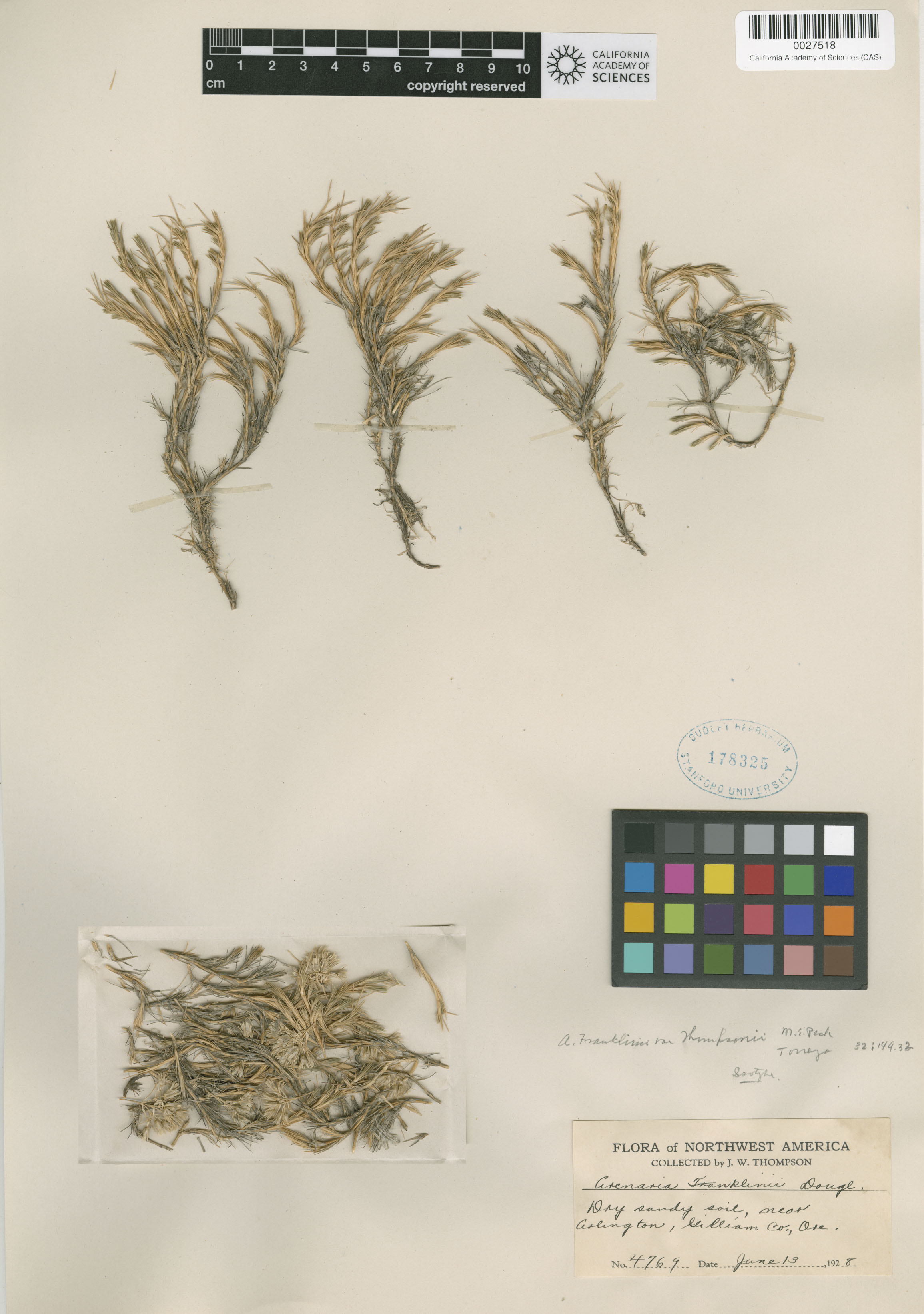 Arenaria franklinii image