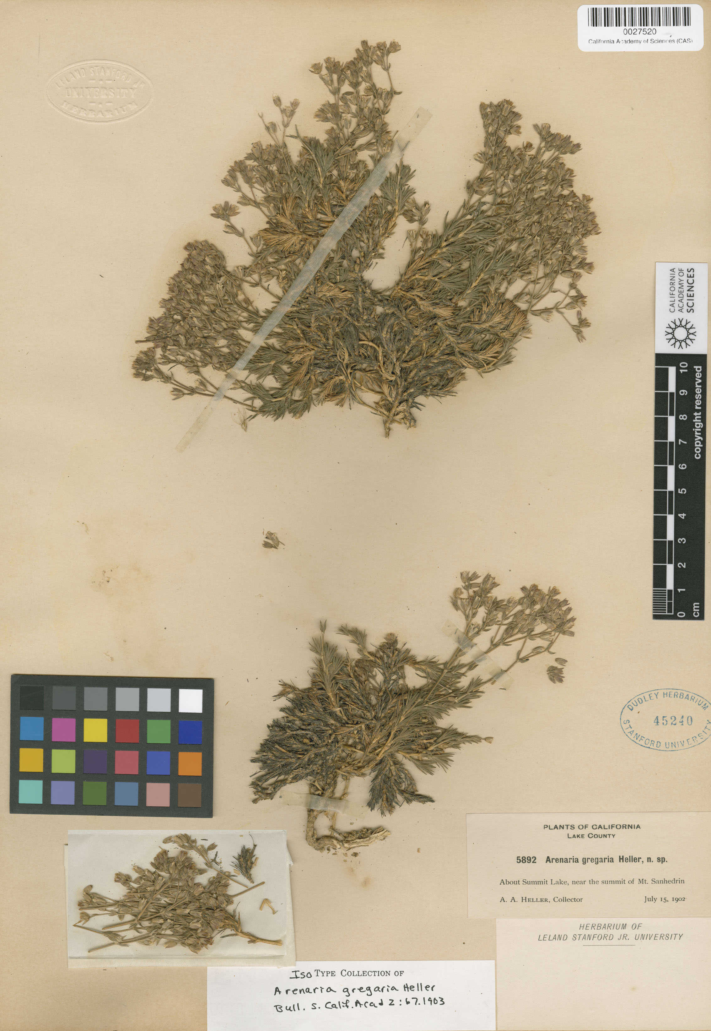 Arenaria gregaria image