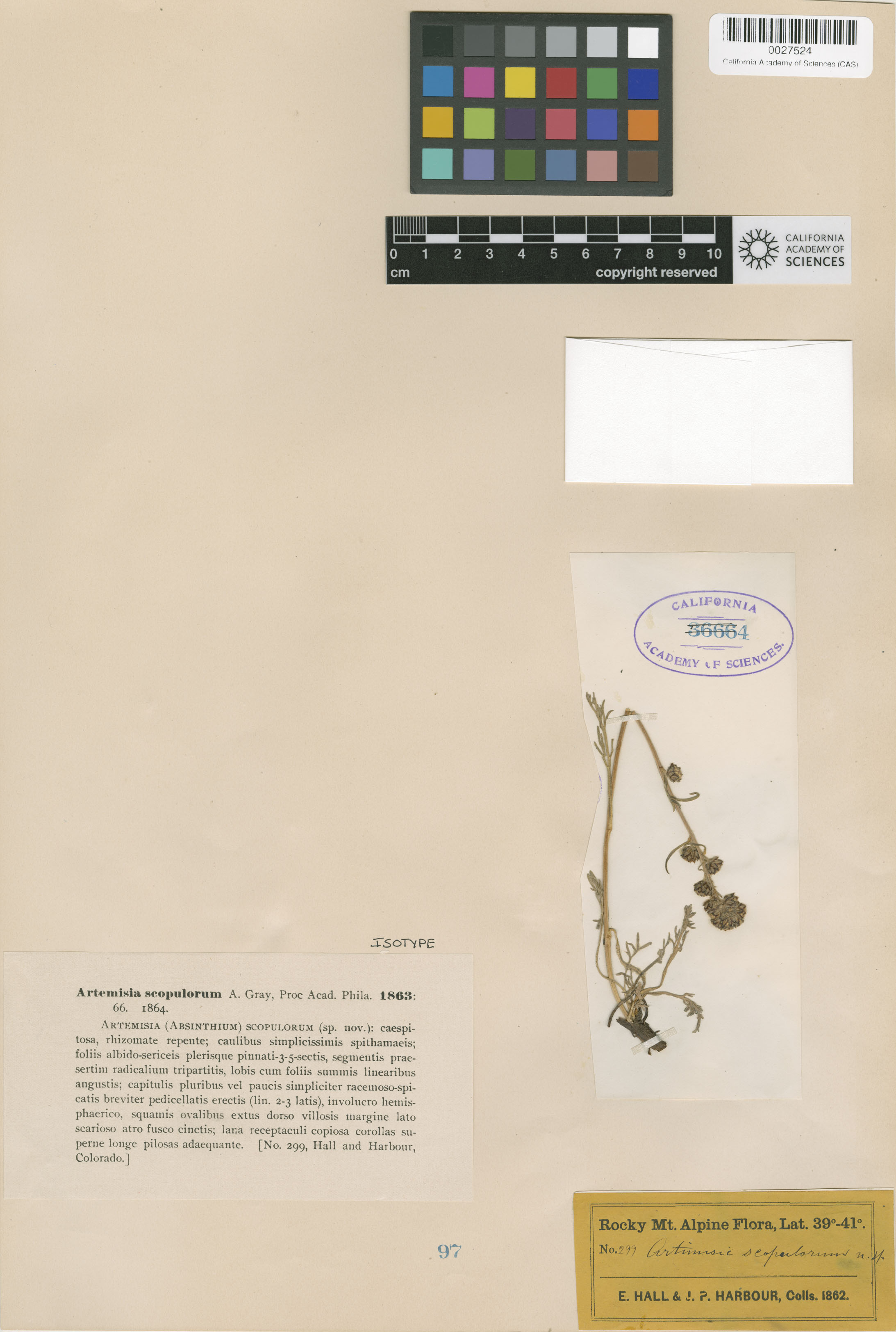 Artemisia scopulorum image