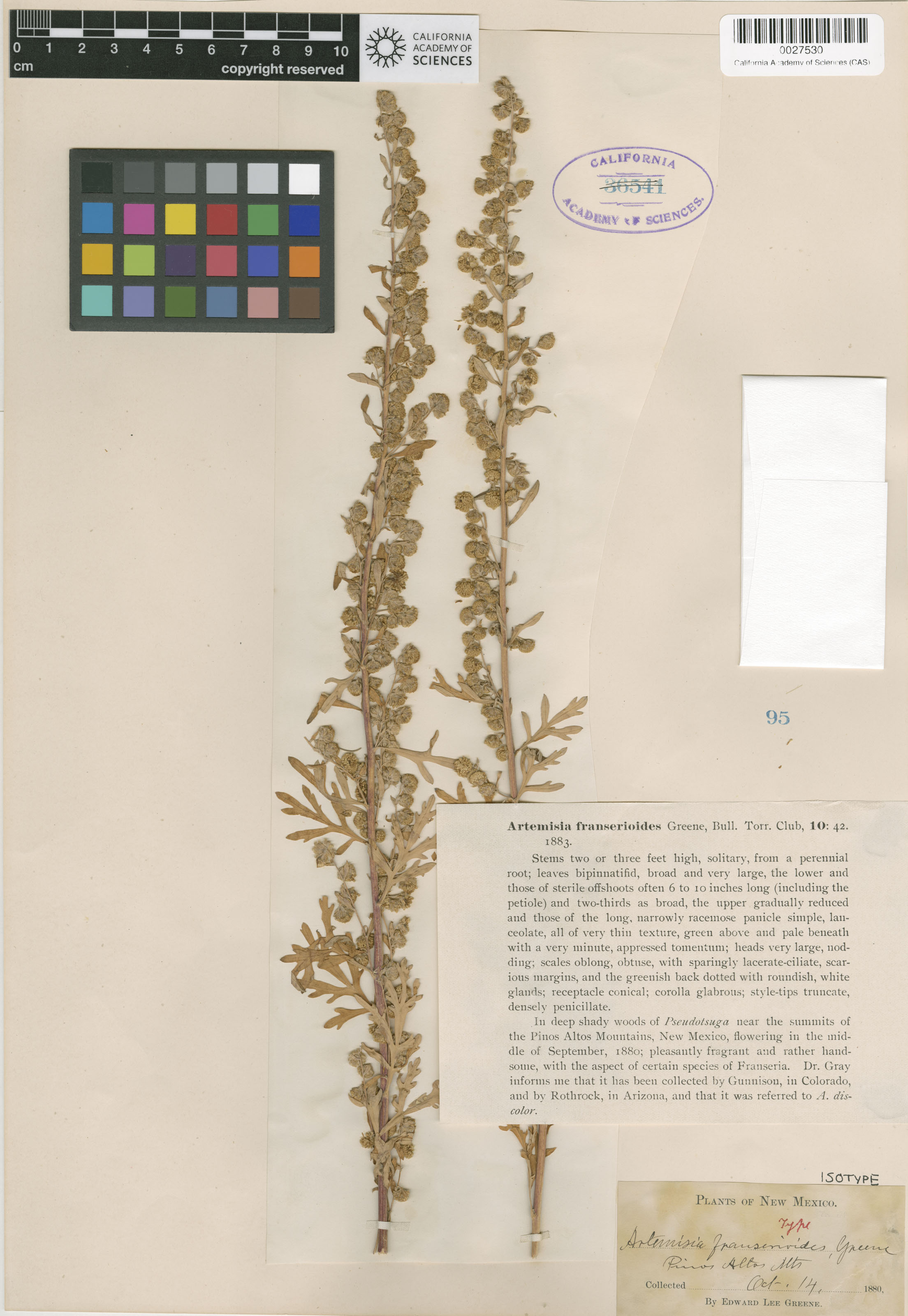 Artemisia franserioides image