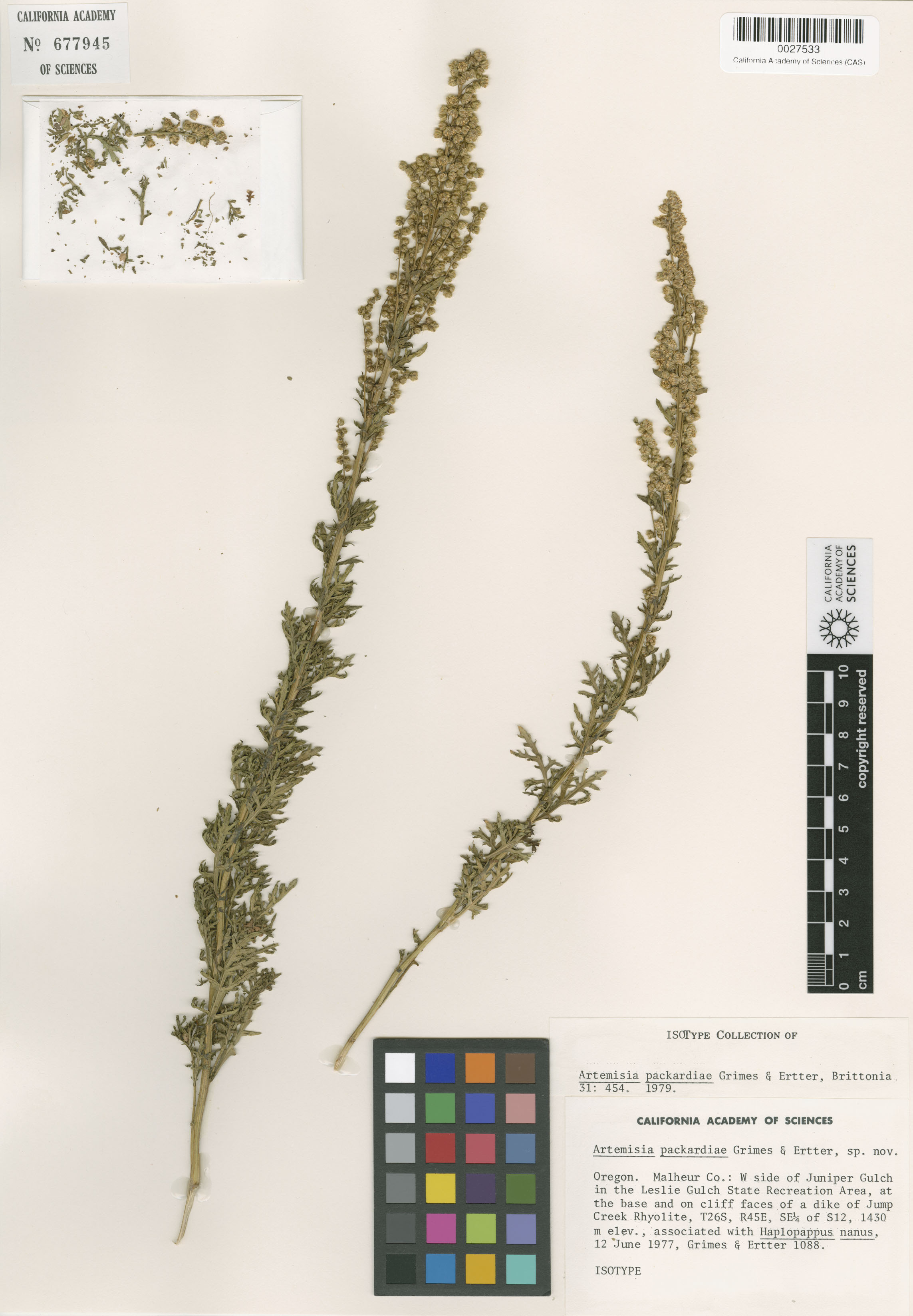 Artemisia packardiae image