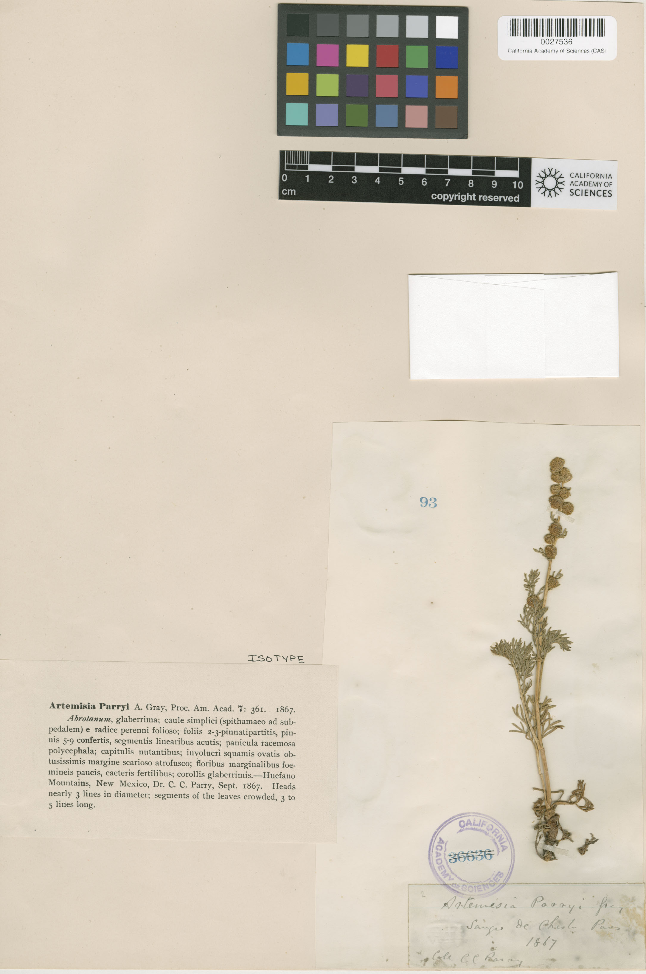 Artemisia laciniata image