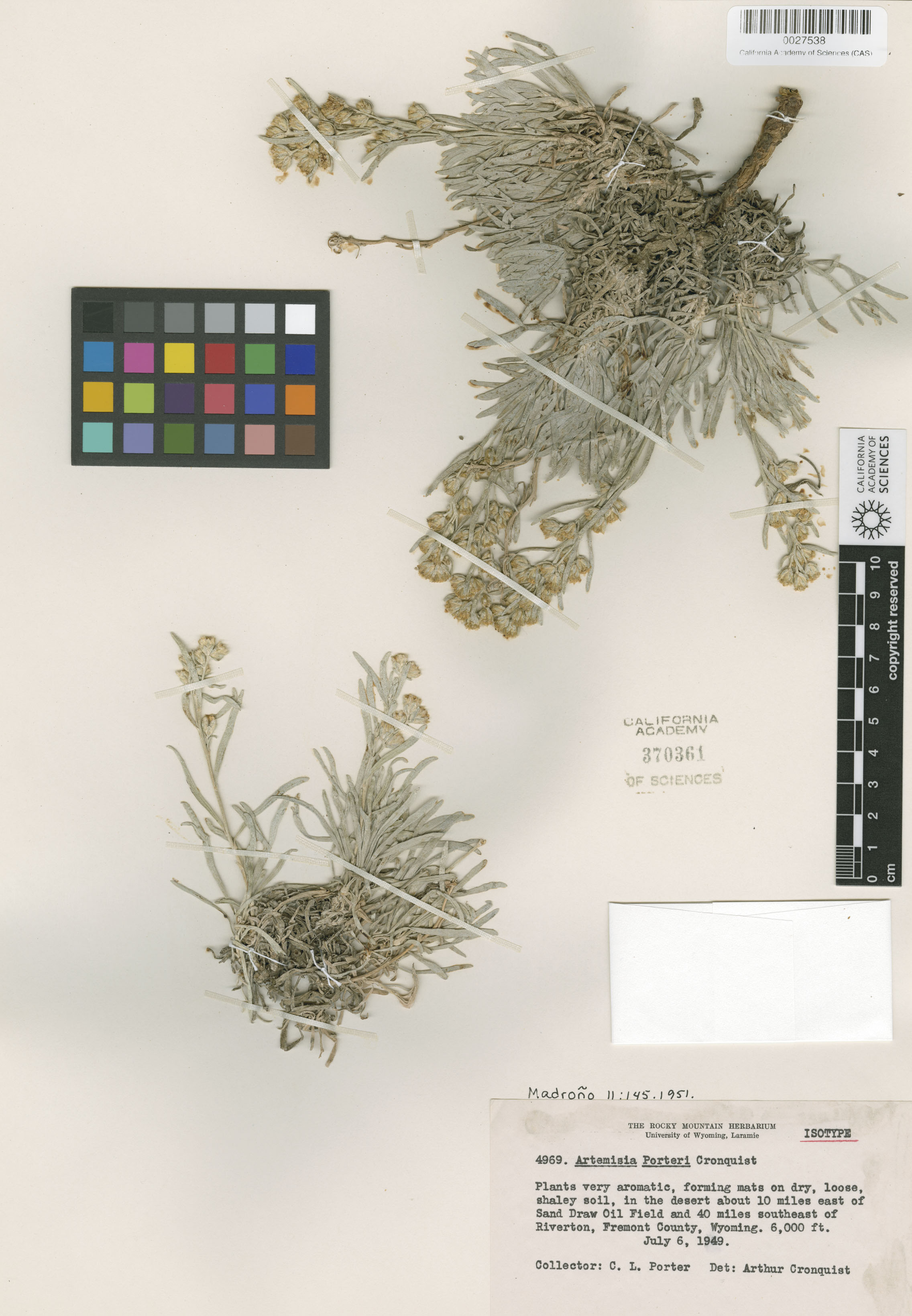 Artemisia porteri image