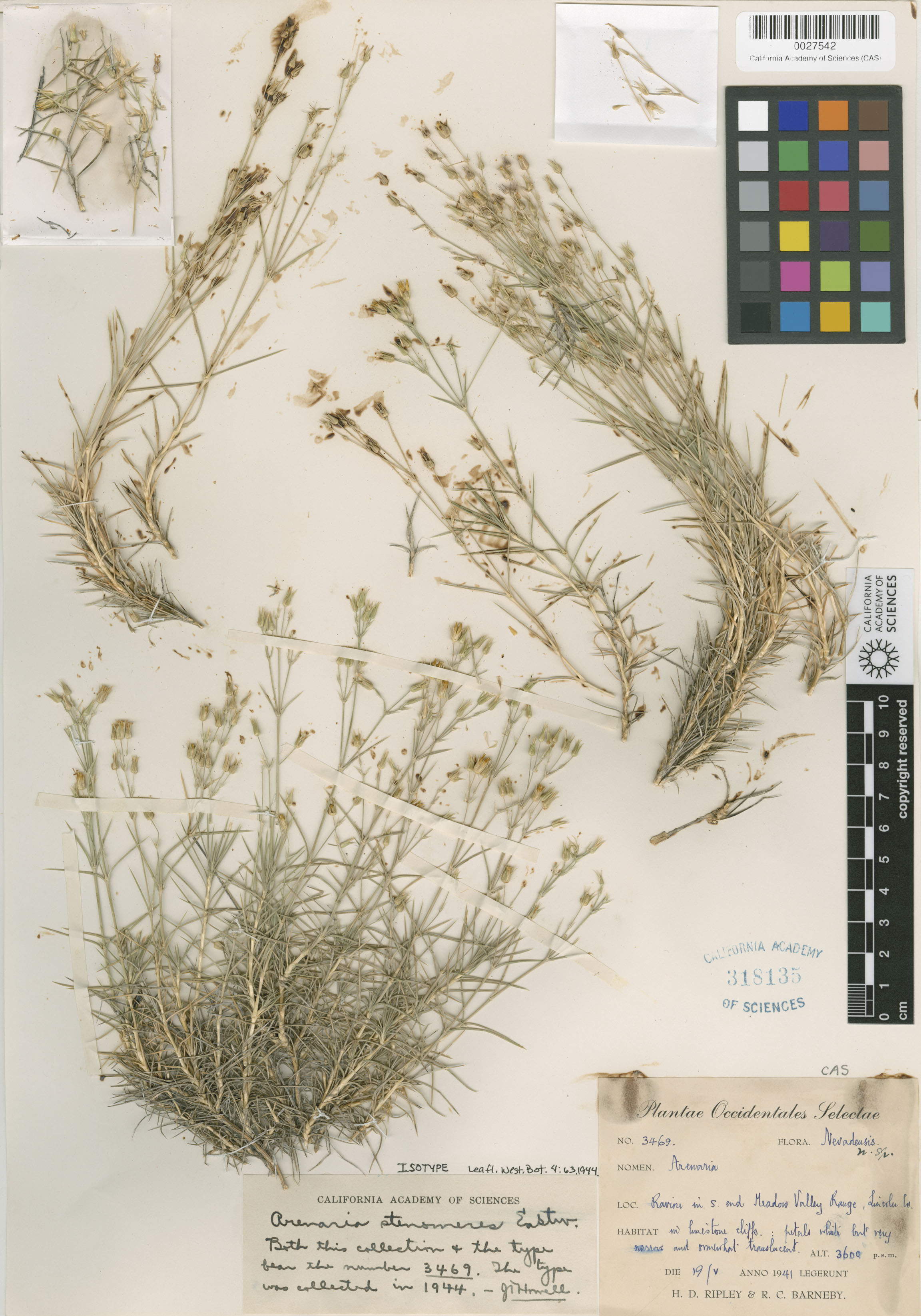 Arenaria stenomeres image