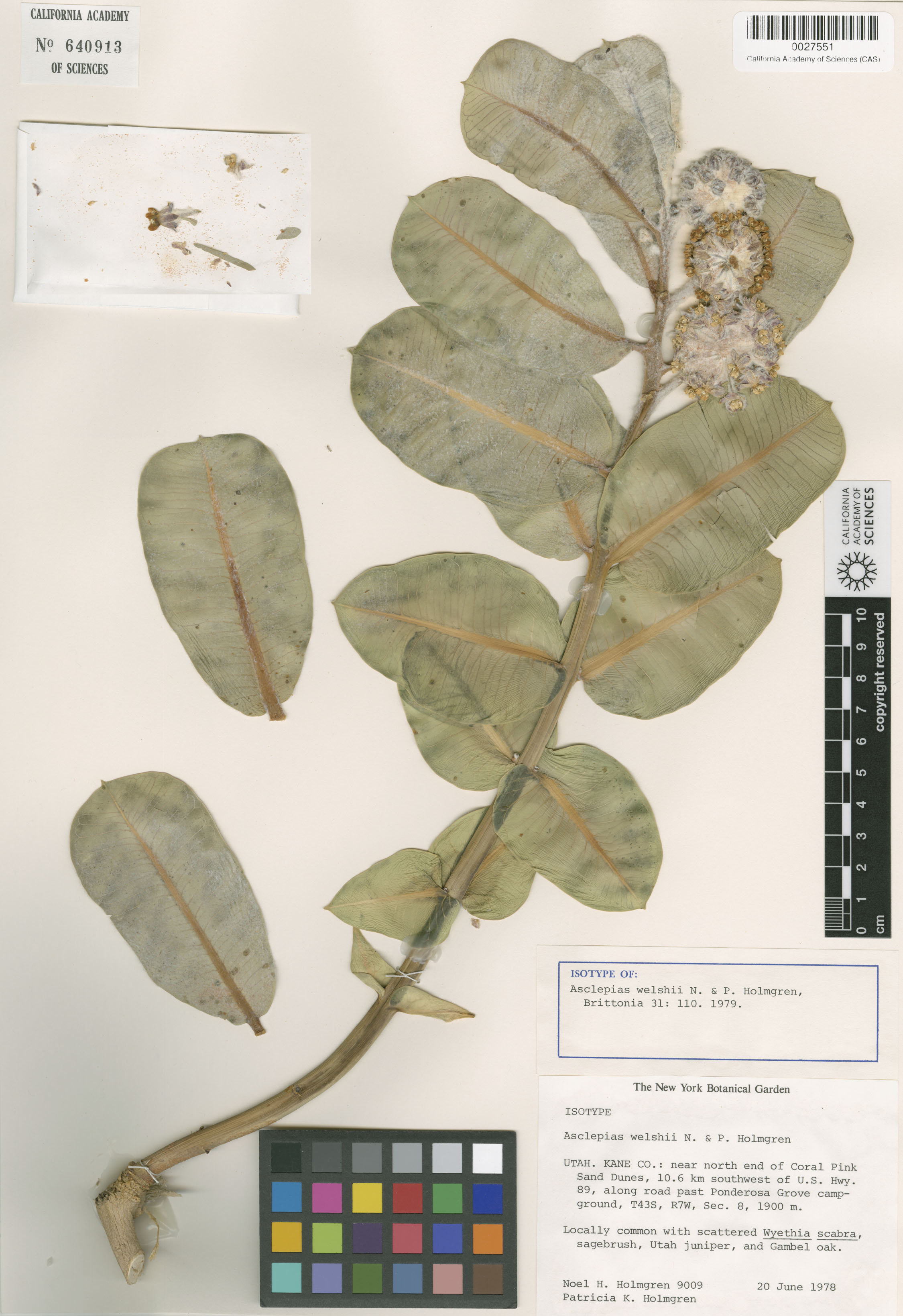 Asclepias welshii image