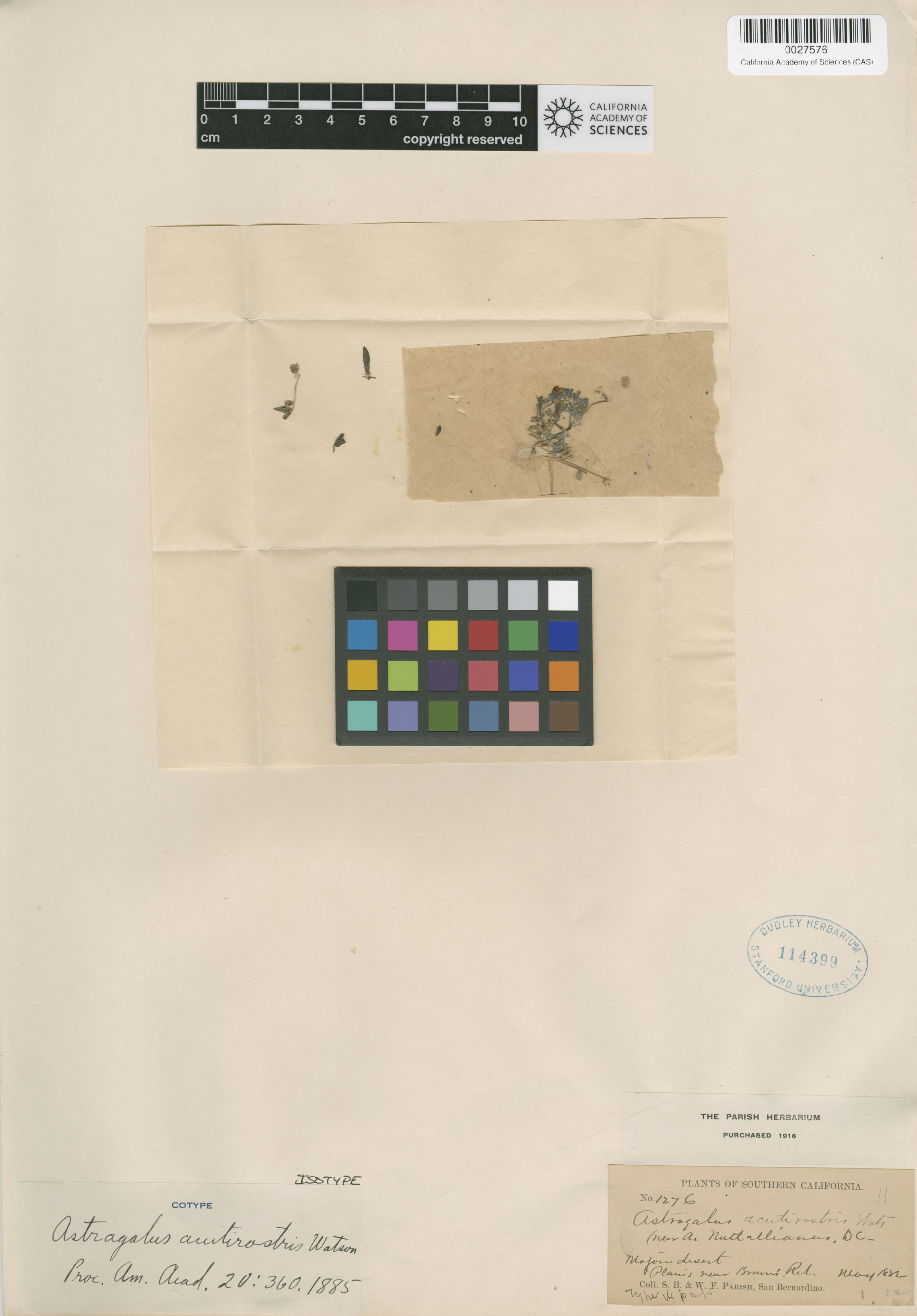 Astragalus acutirostris image