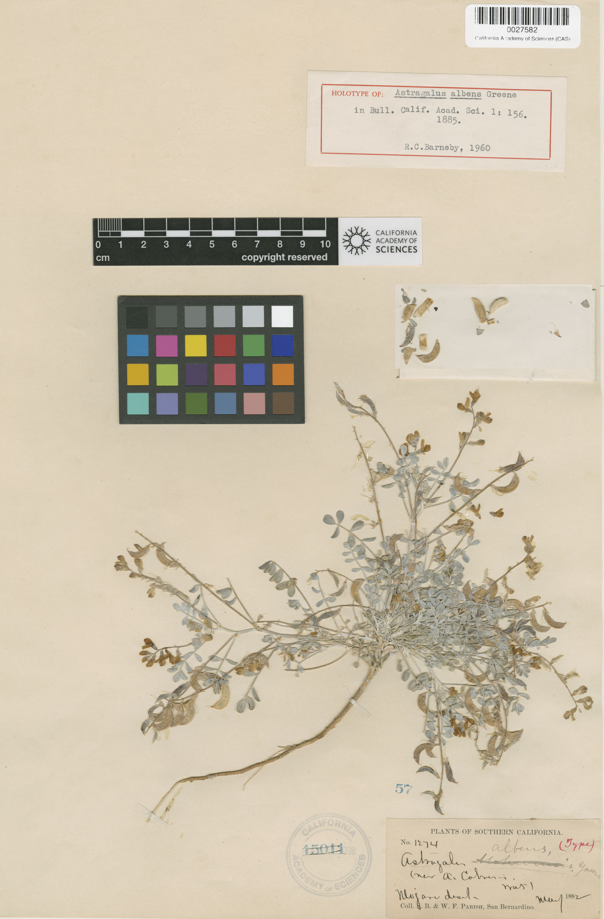 Astragalus albens image