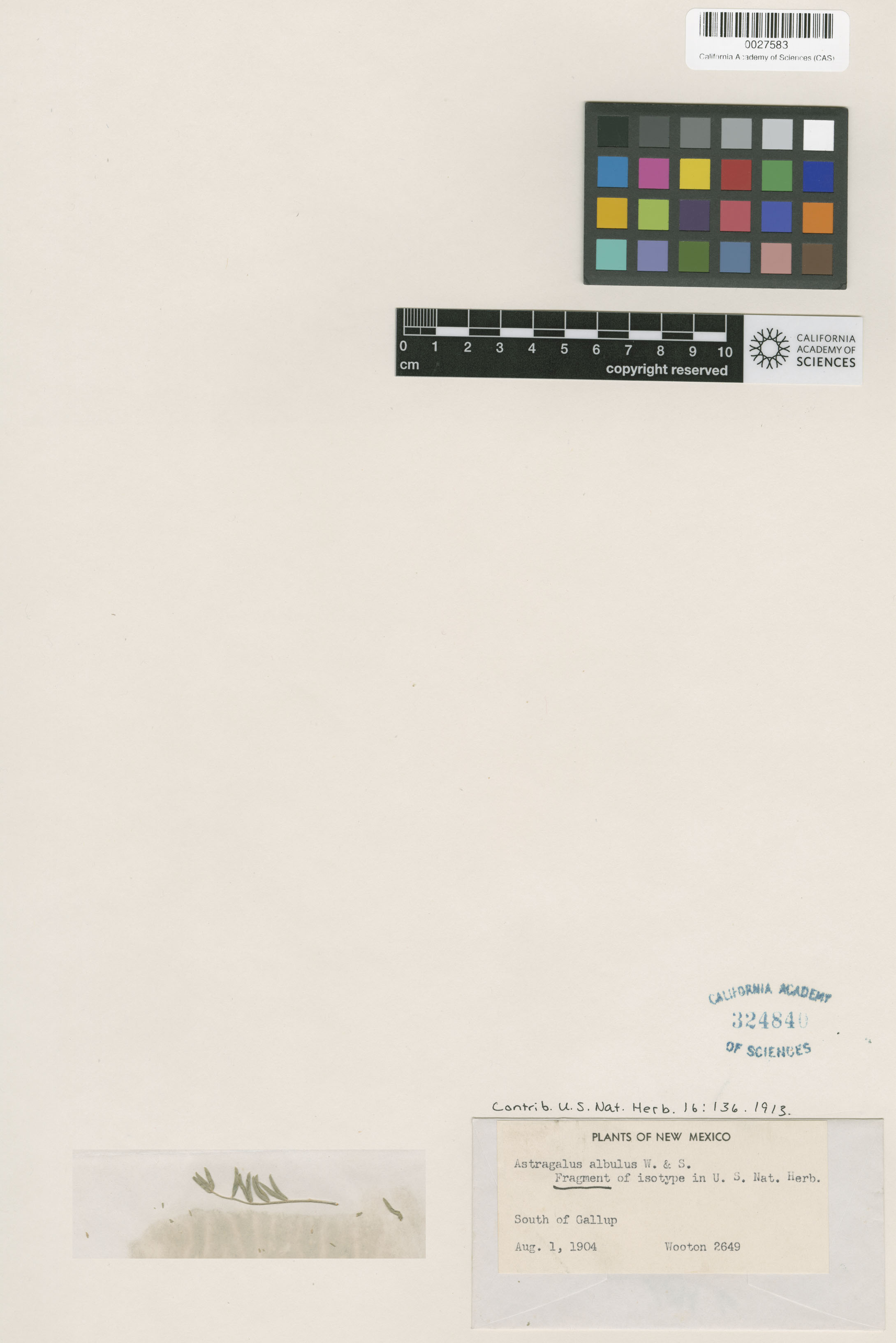 Astragalus albulus image