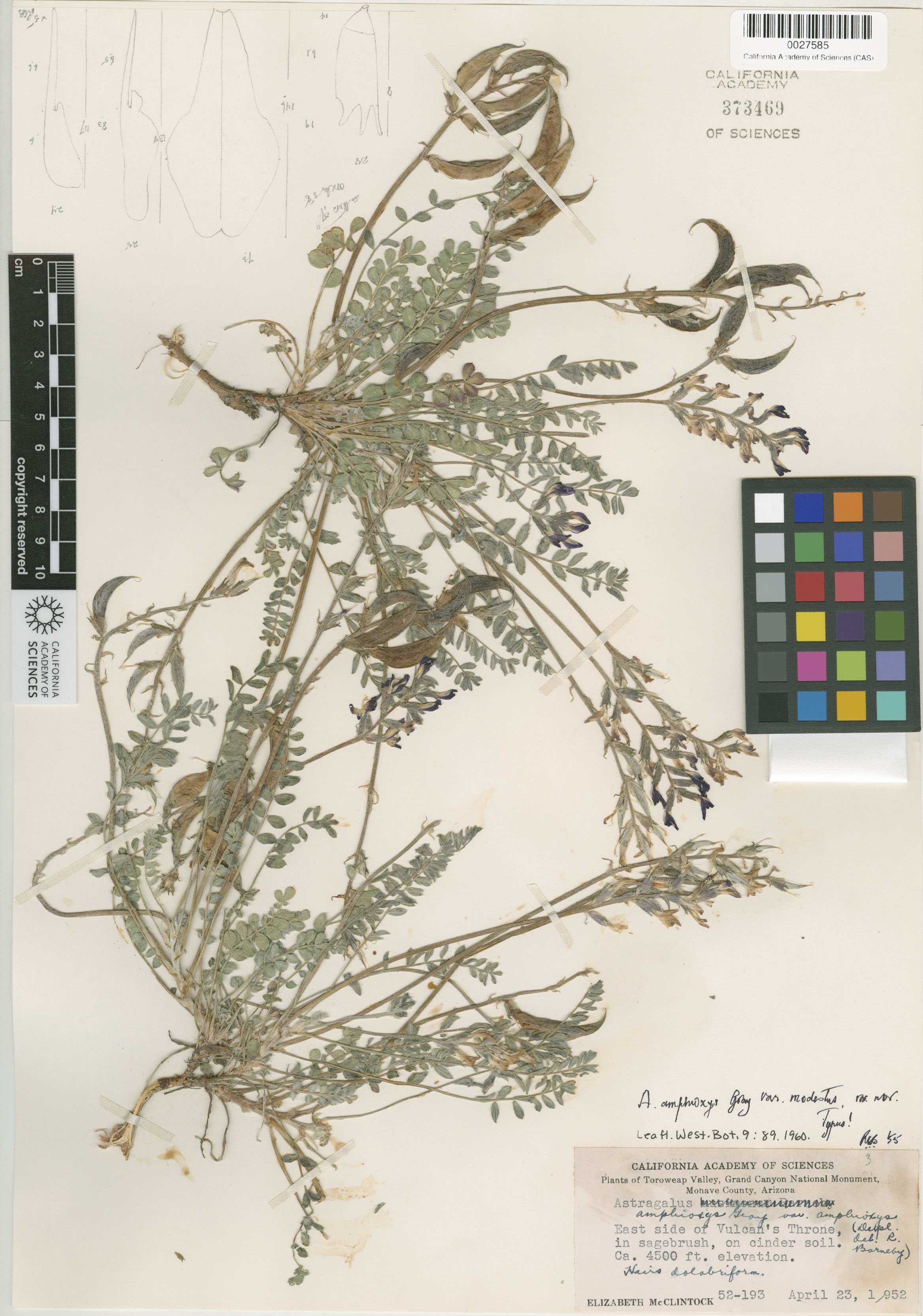 Astragalus amphioxys image