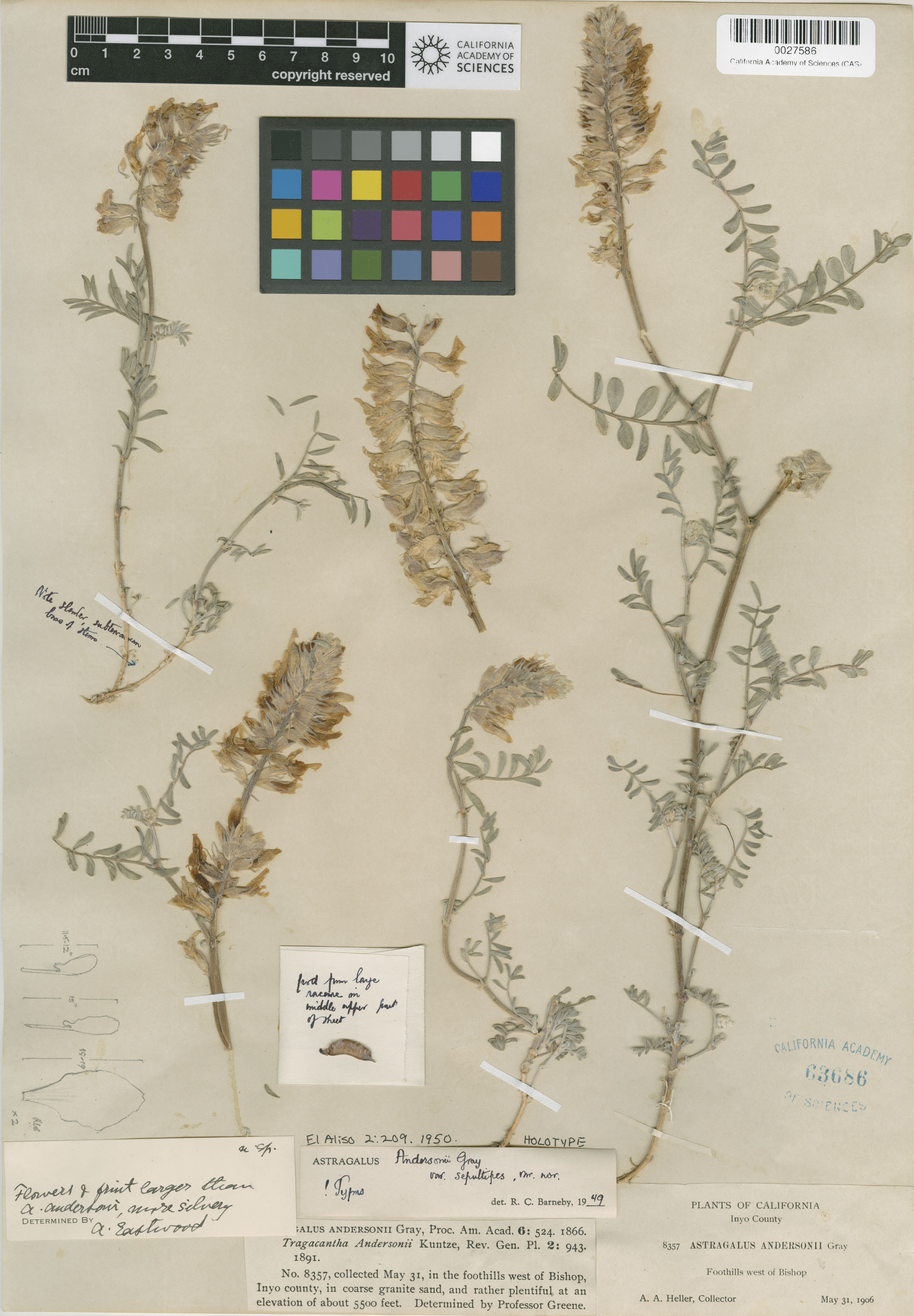 Astragalus sepultipes image