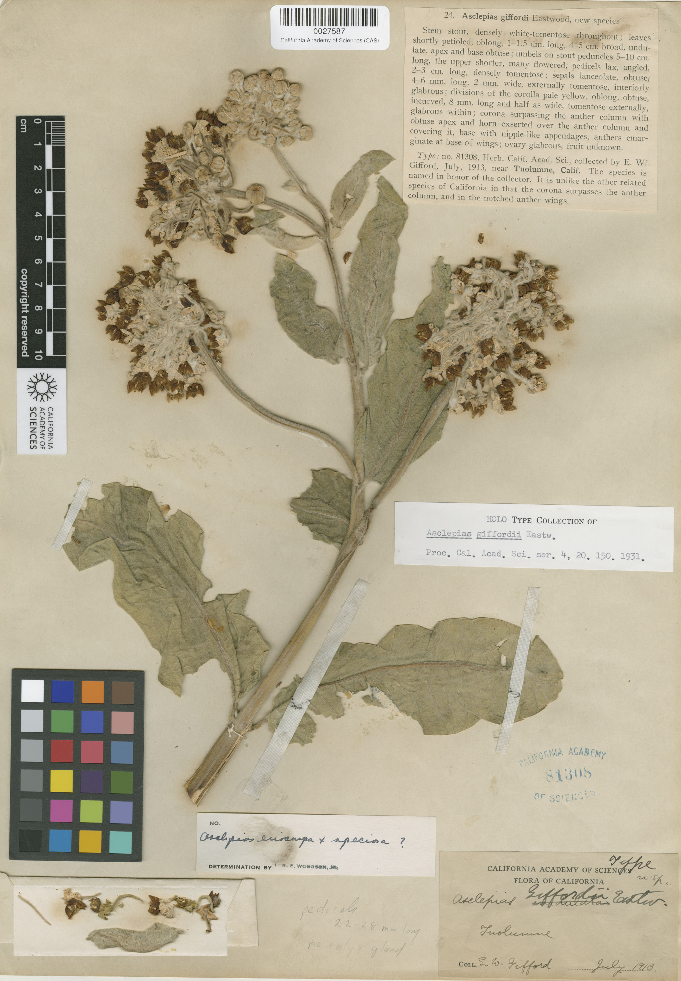 Asclepias speciosa image