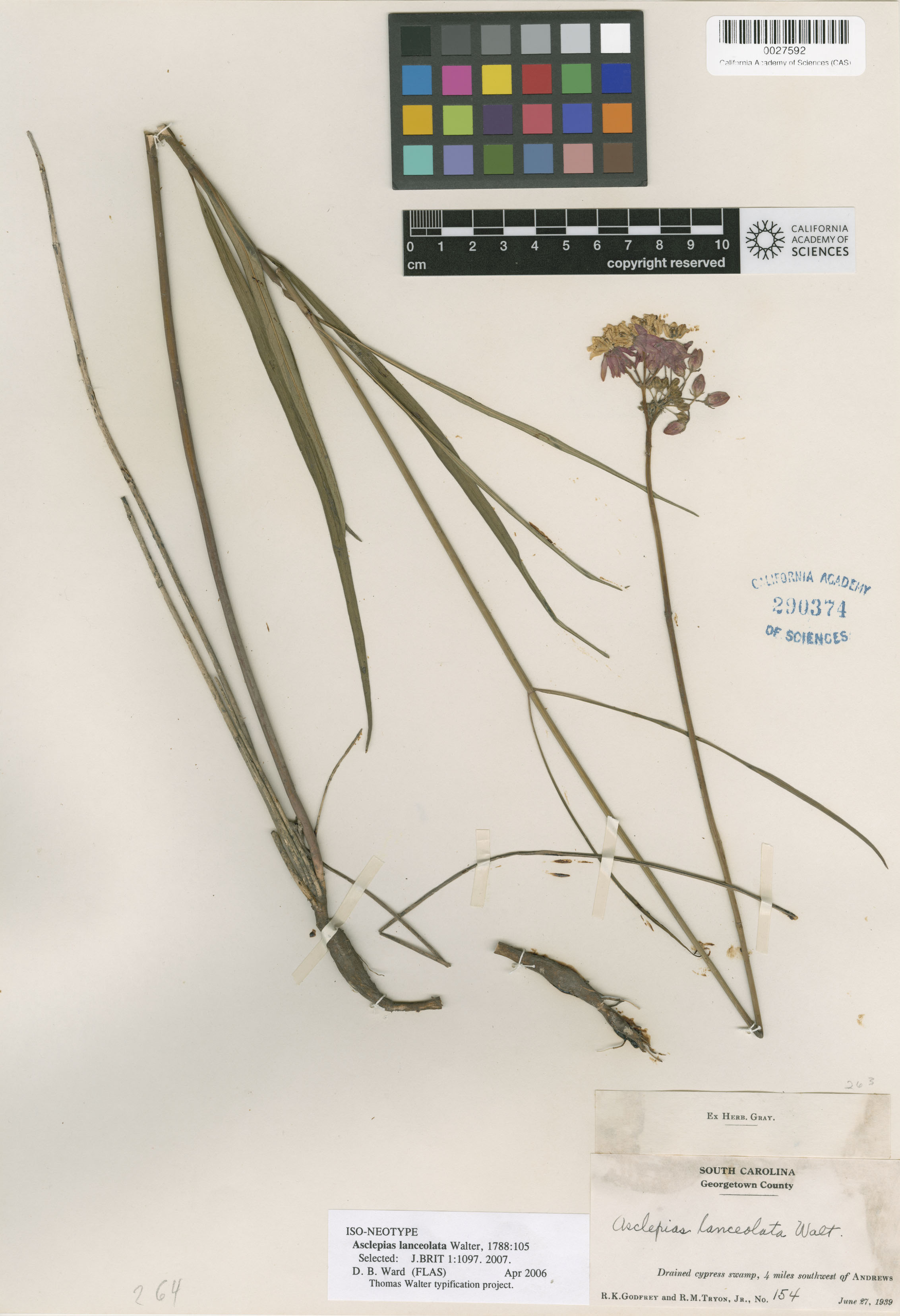 Asclepias lanceolata image