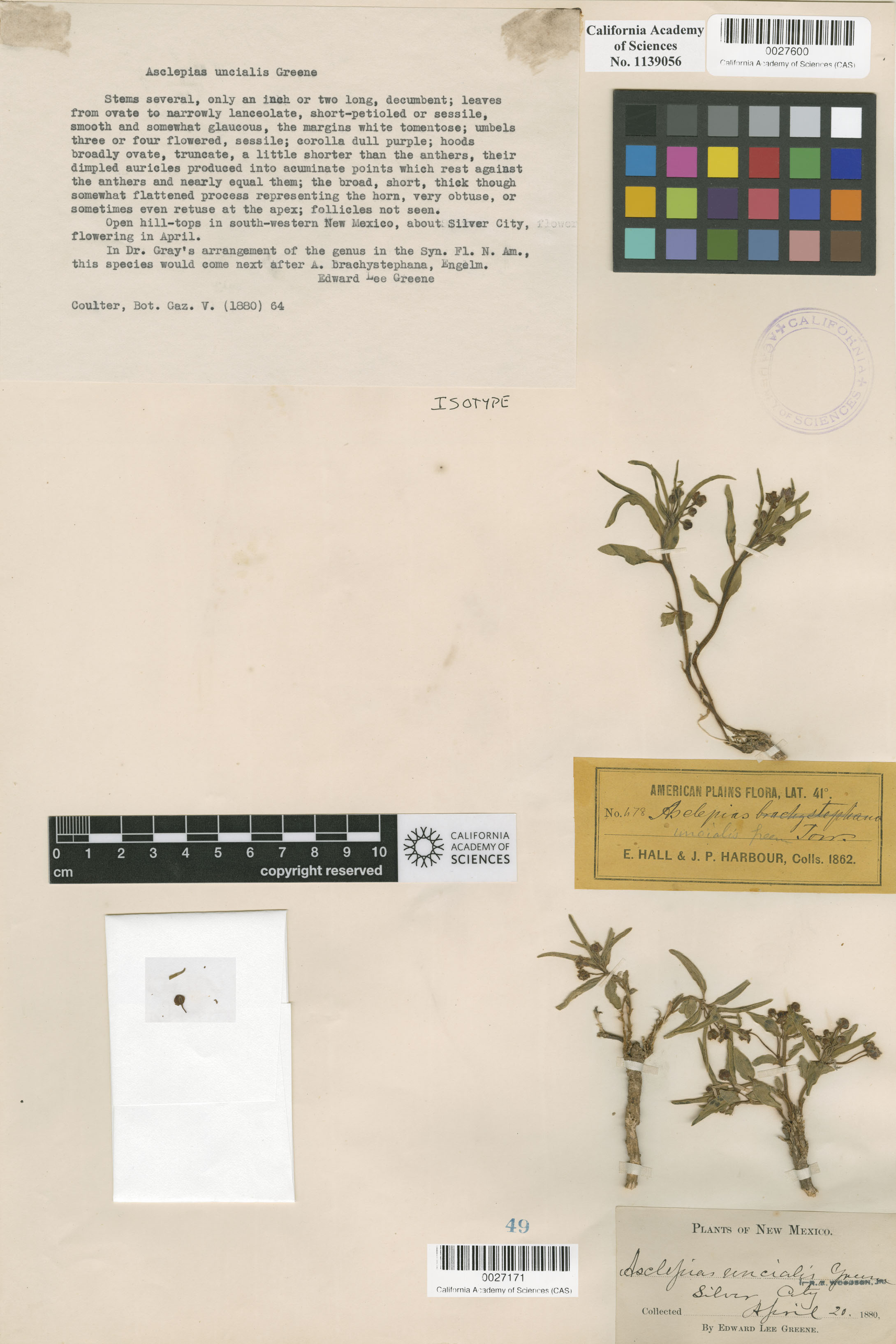 Asclepias uncialis image