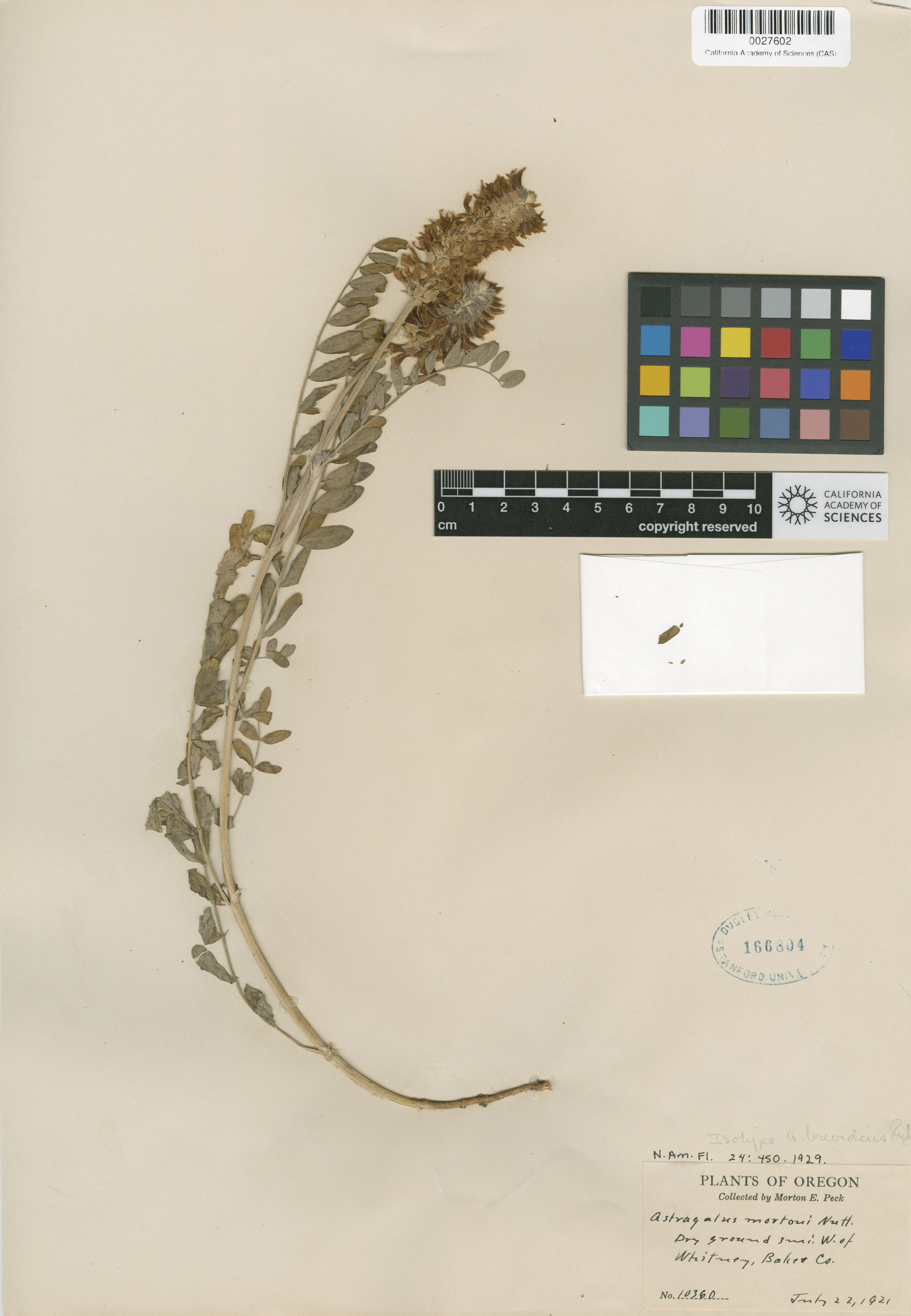 Astragalus brevidens image