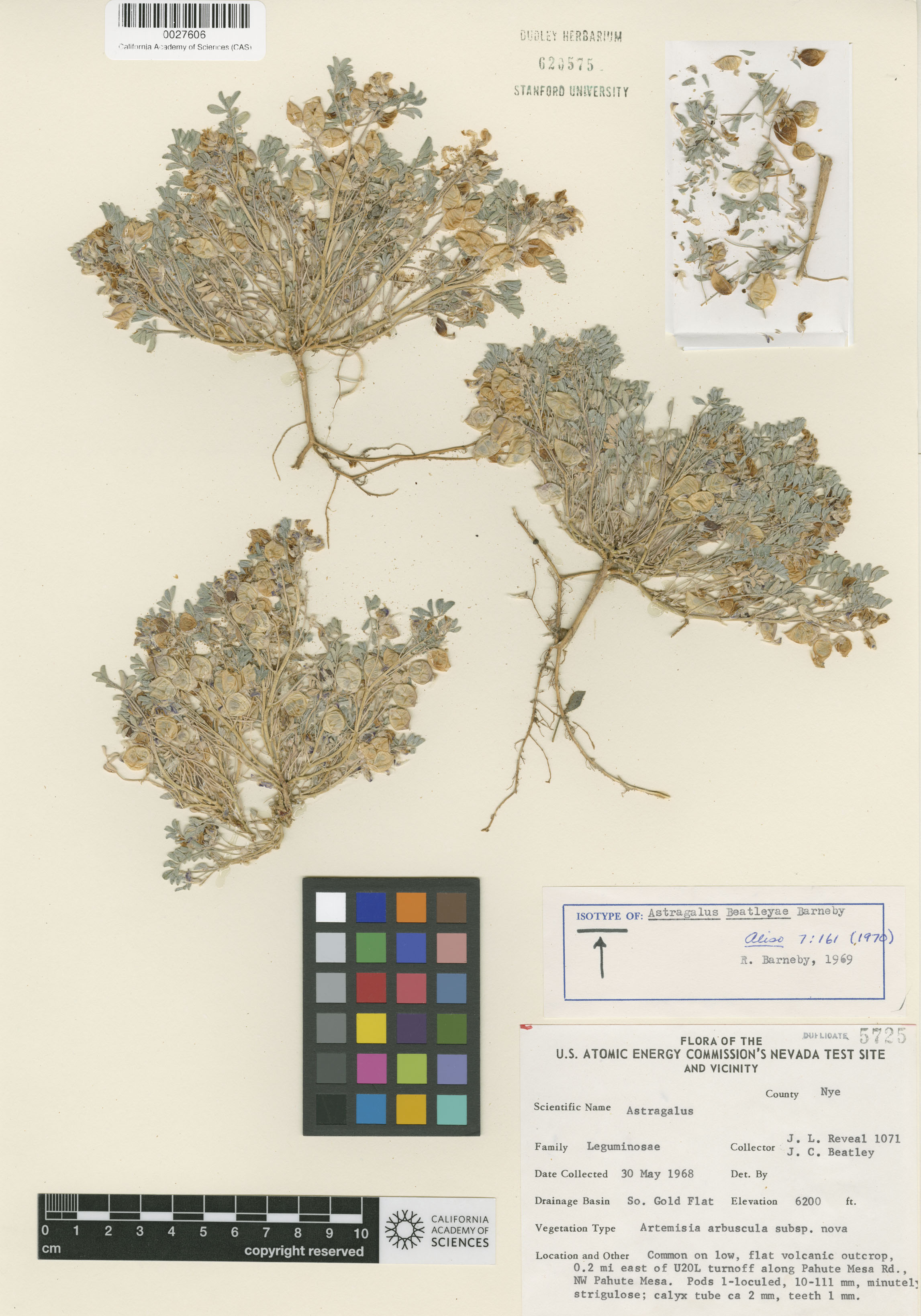 Astragalus beatleyae image