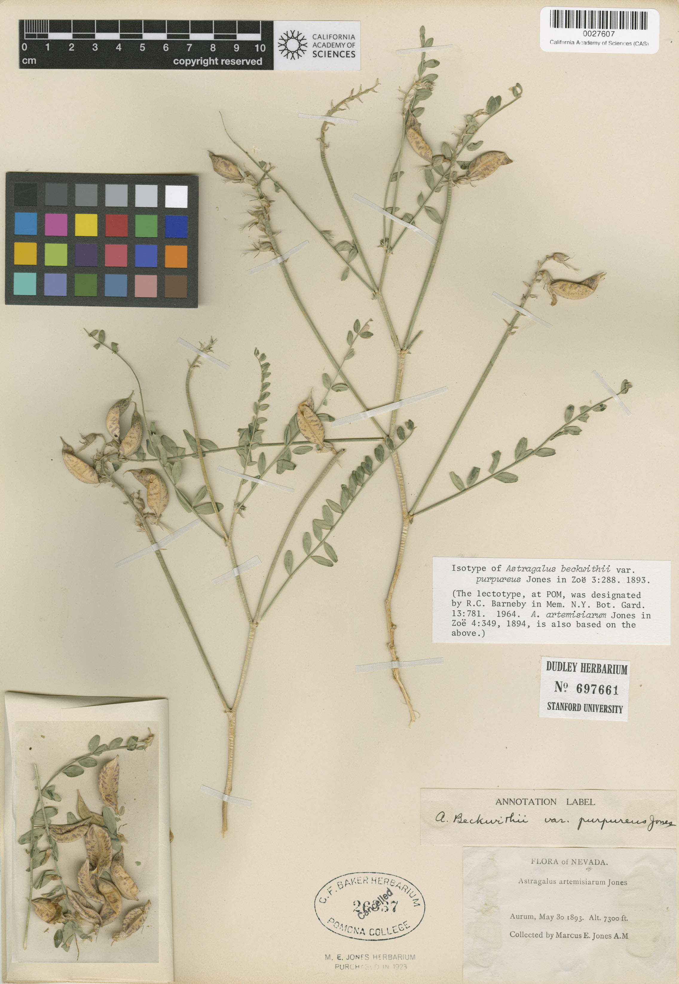 Astragalus beckwithii var. purpureus image