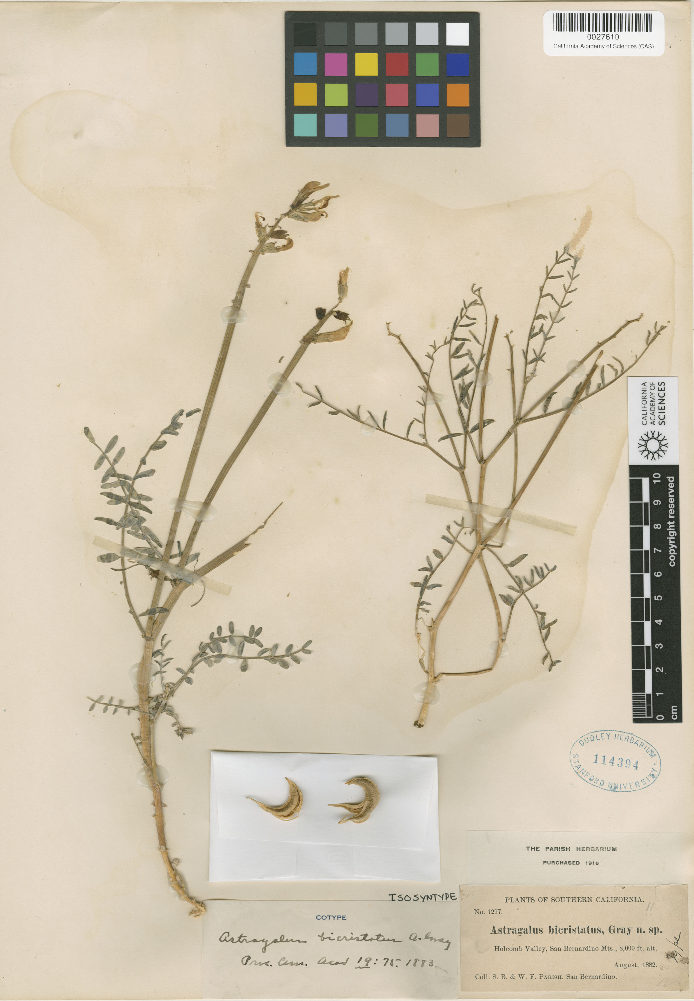 Astragalus bicristatus image