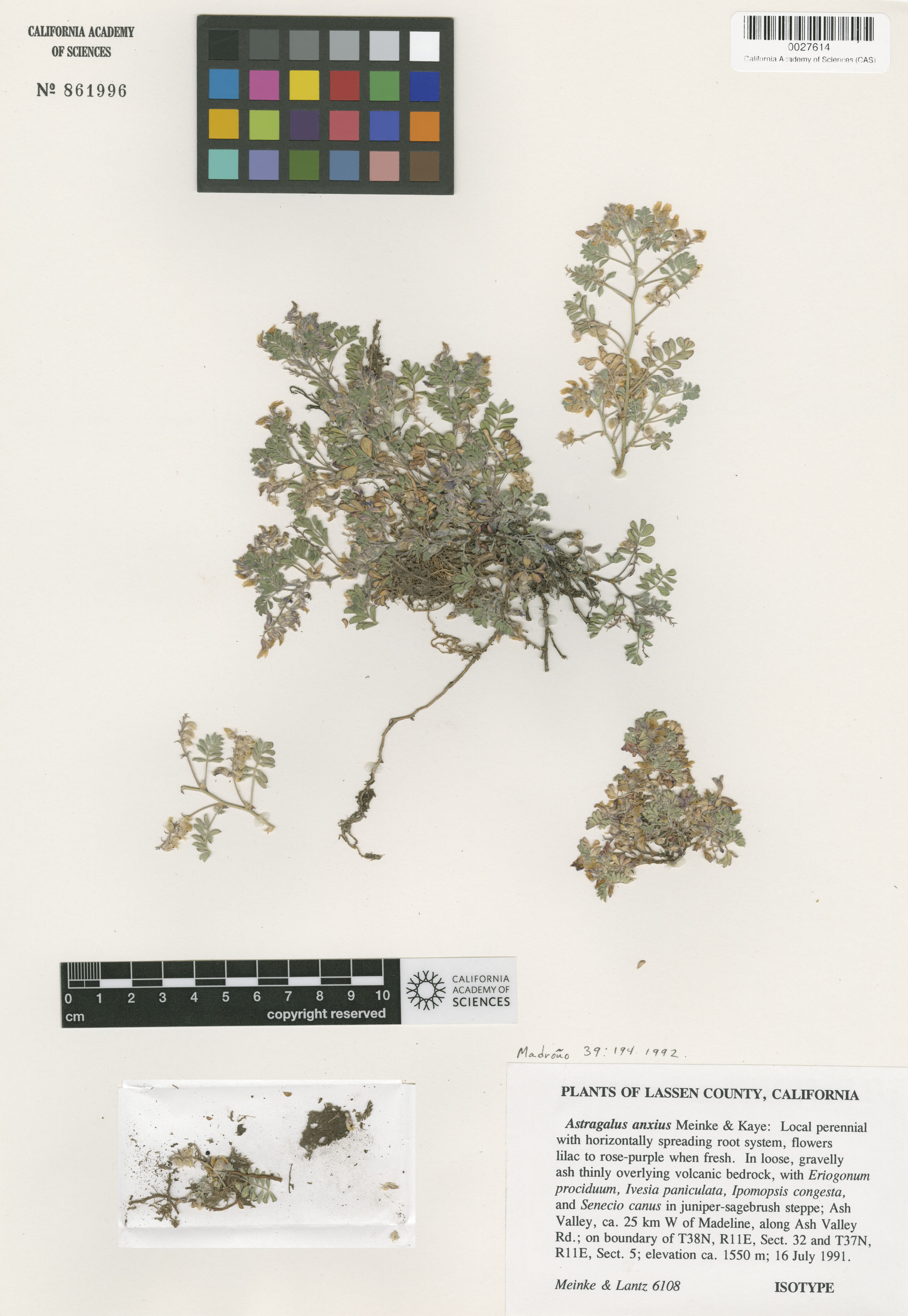 Astragalus anxius image