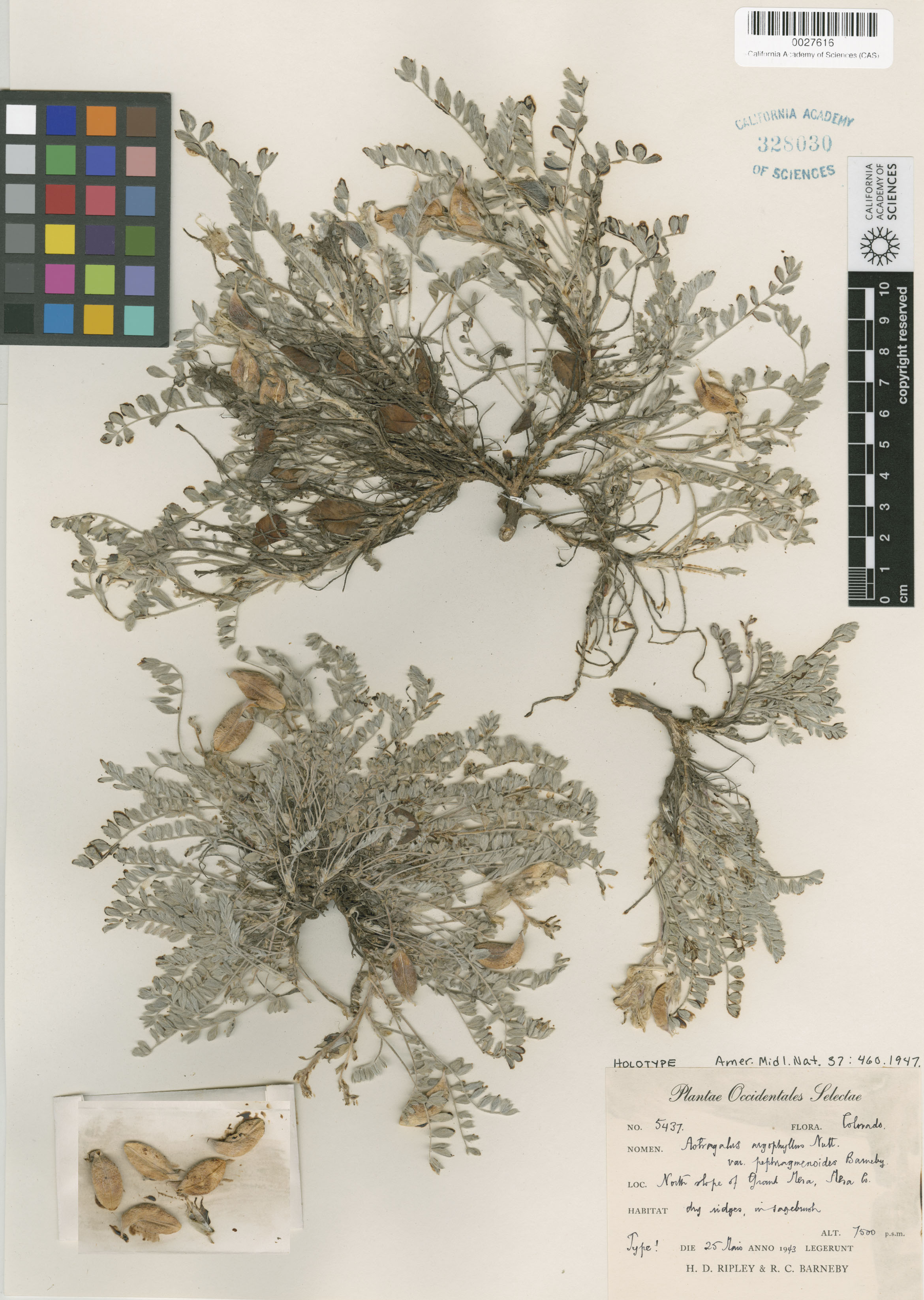 Astragalus argophyllus image