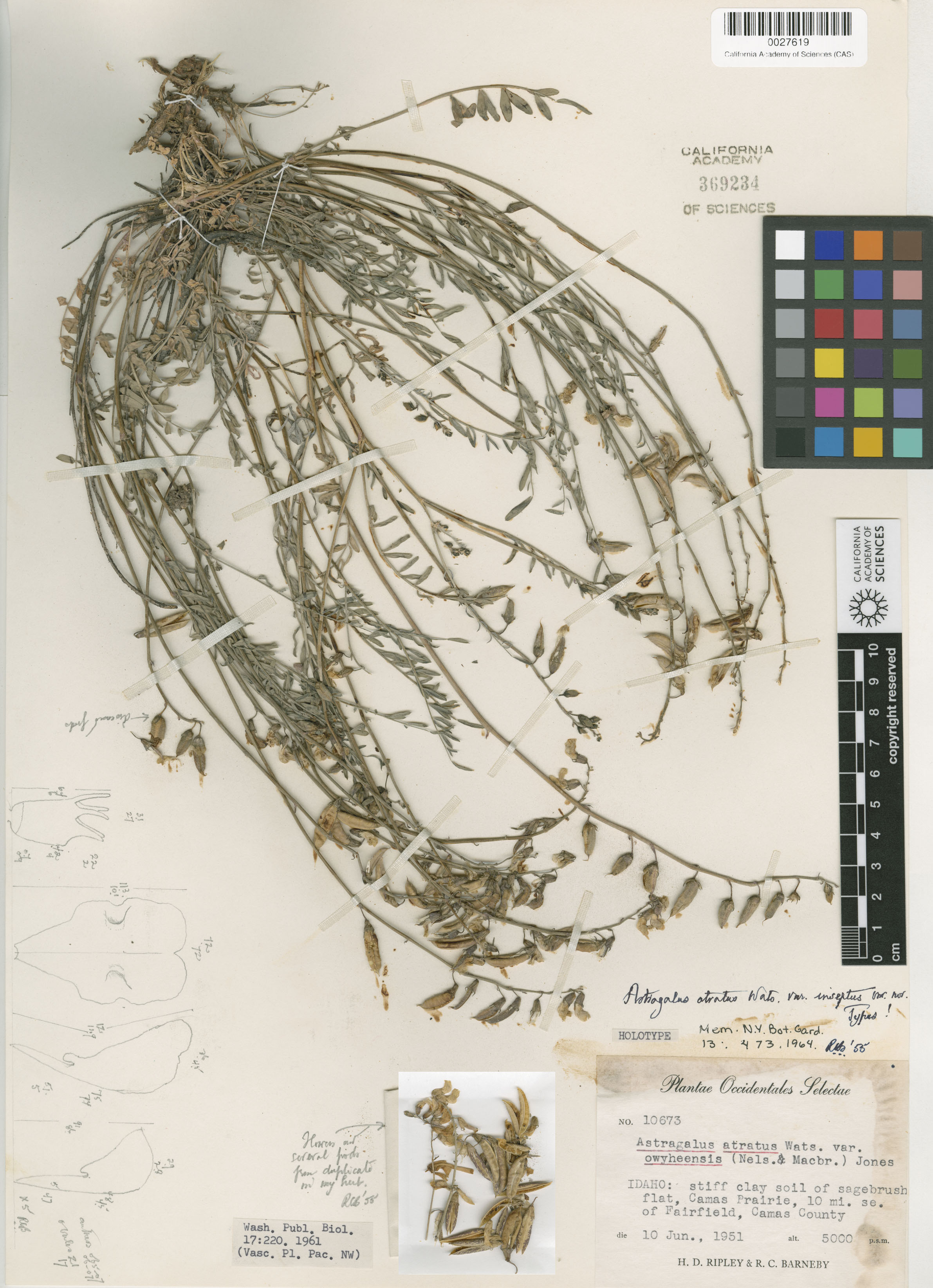 Astragalus atratus image
