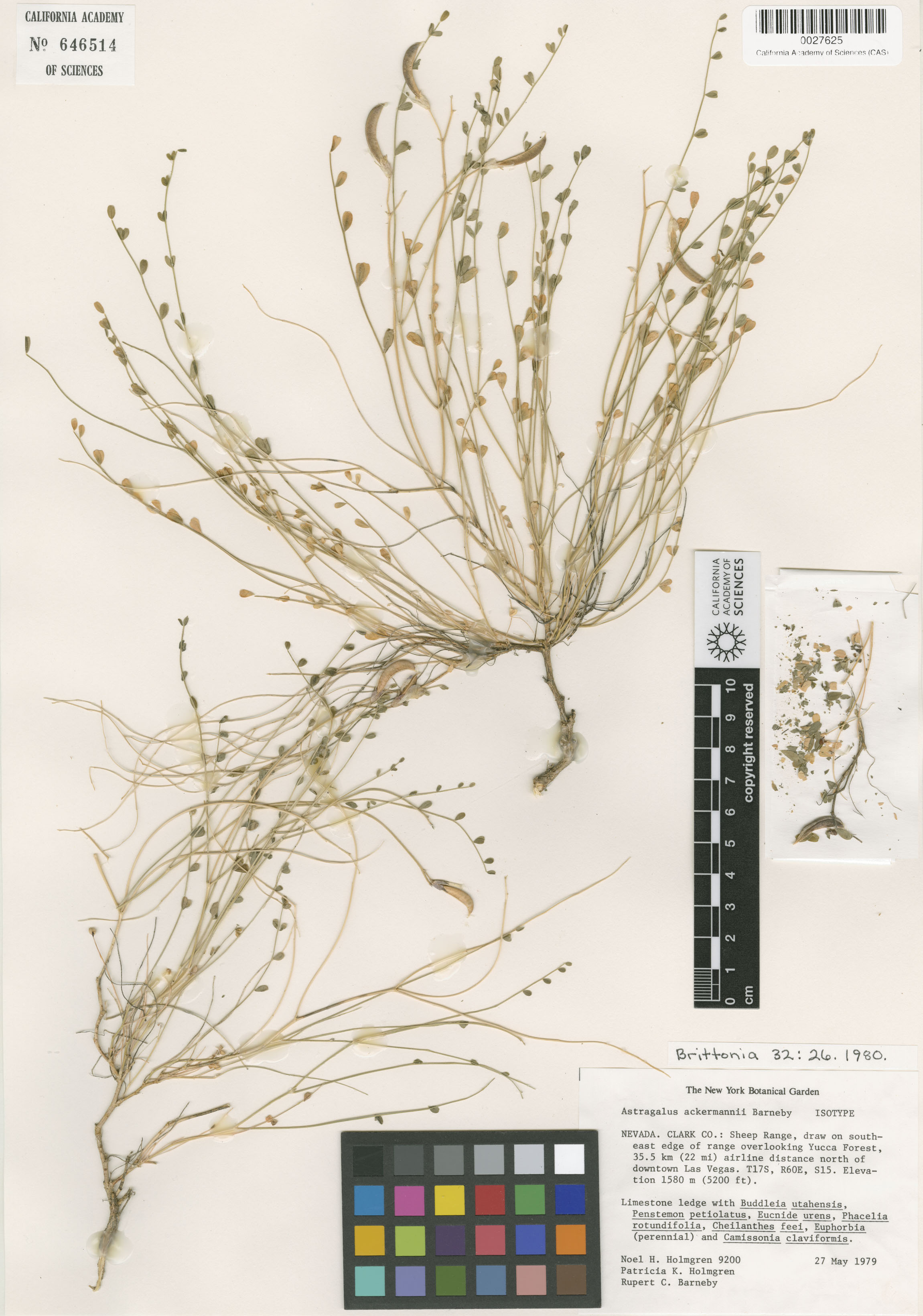 Astragalus ackermanii image