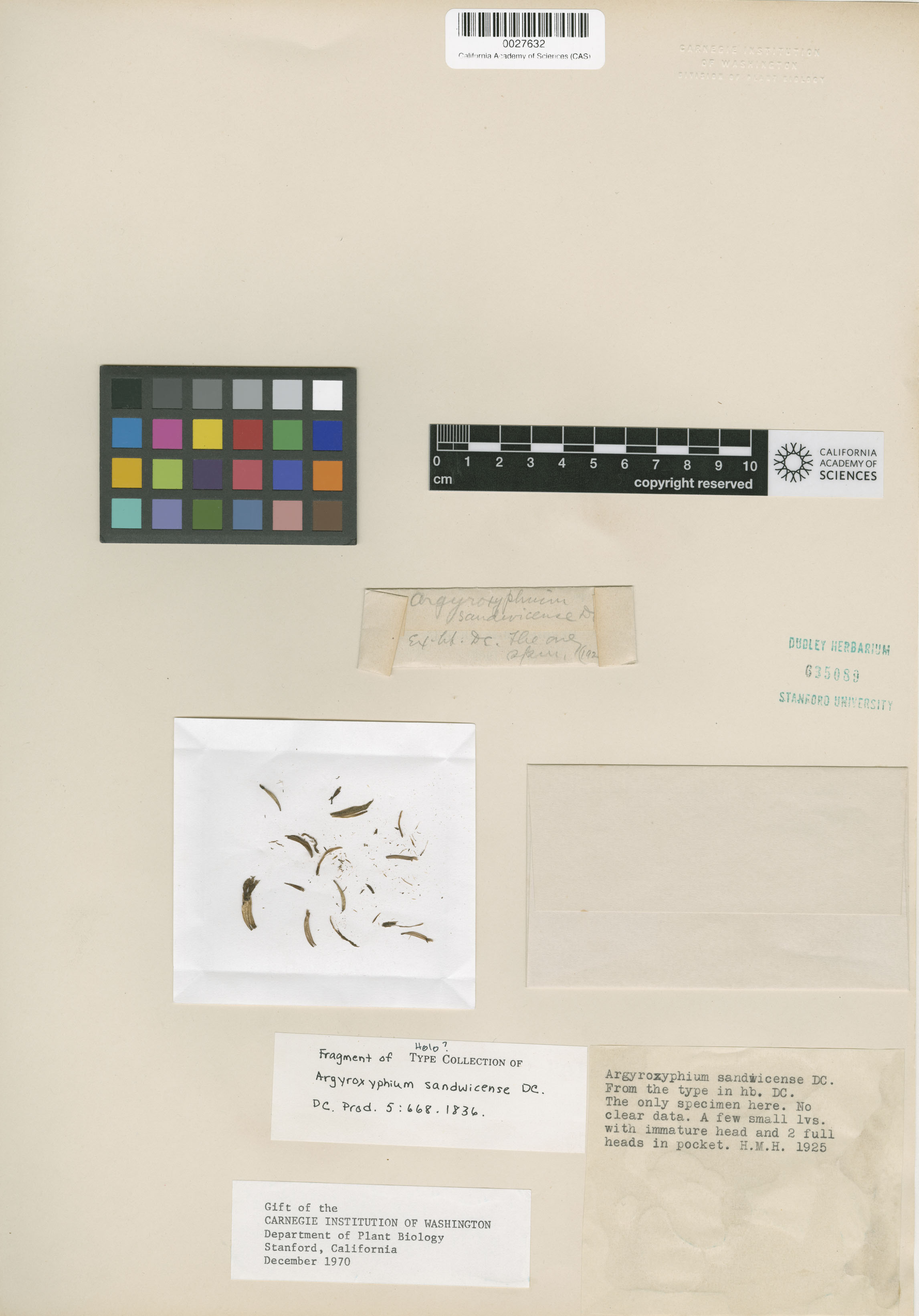 Argyroxiphium sandwicense image