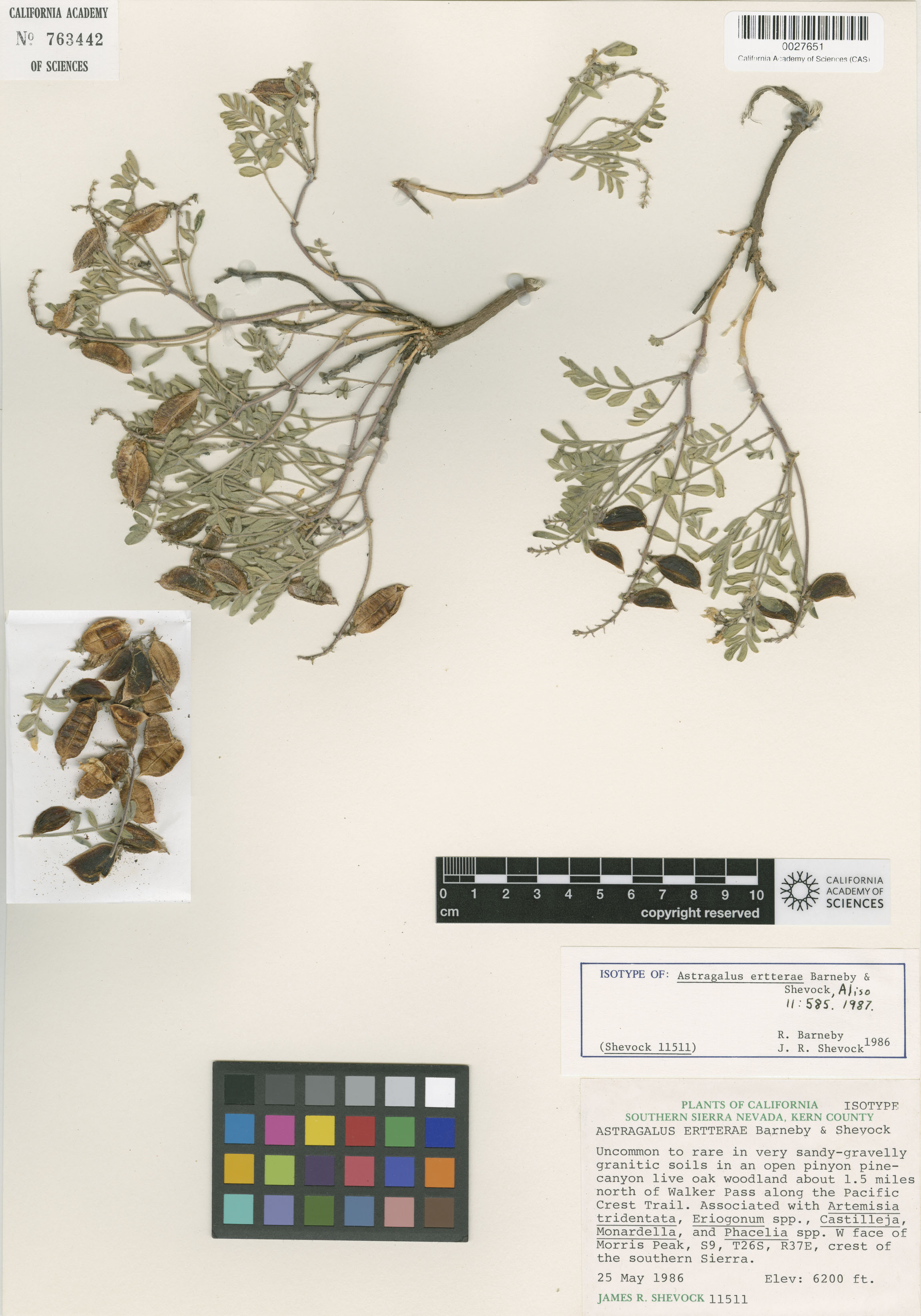 Astragalus ertterae image