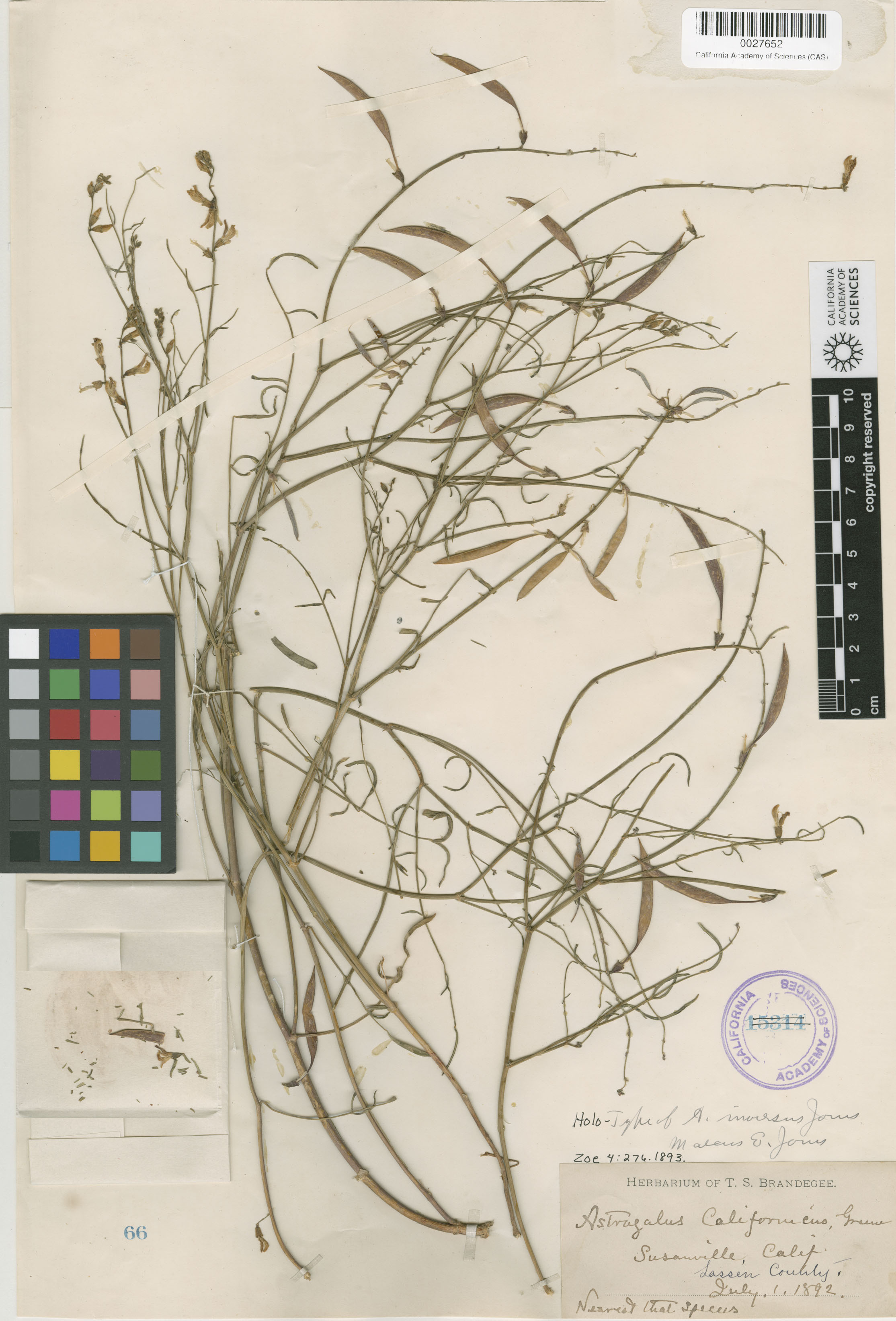 Astragalus inversus image