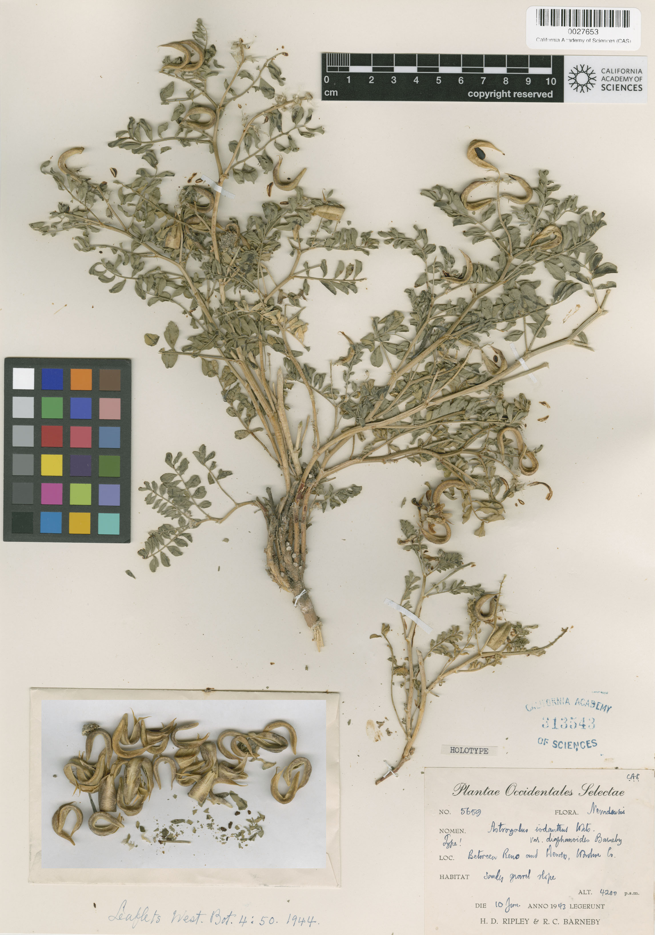 Astragalus iodanthus var. diaphanoides image