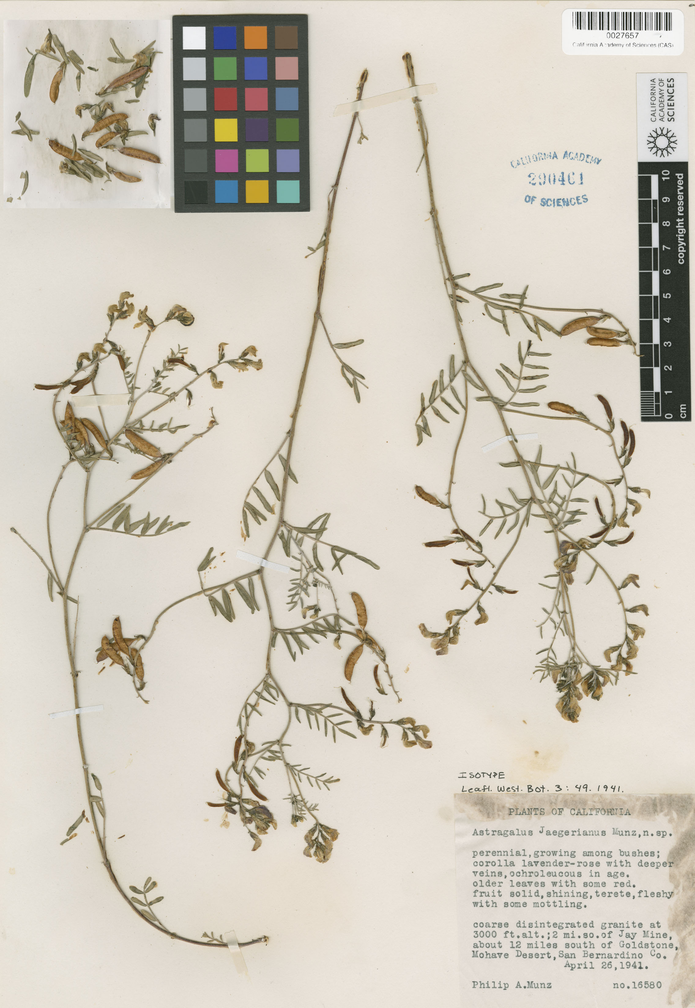 Fabaceae image