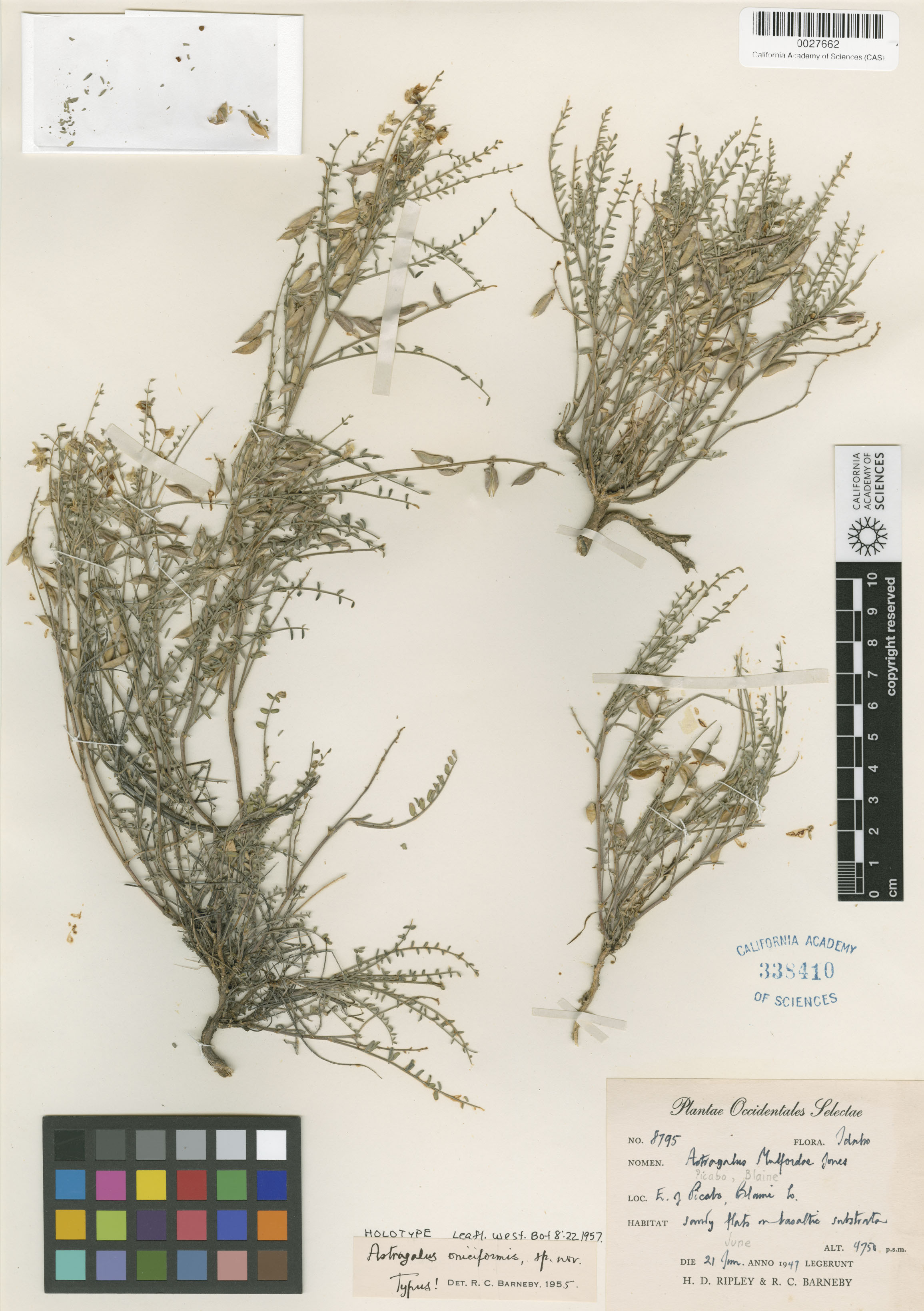 Astragalus oniciformis image