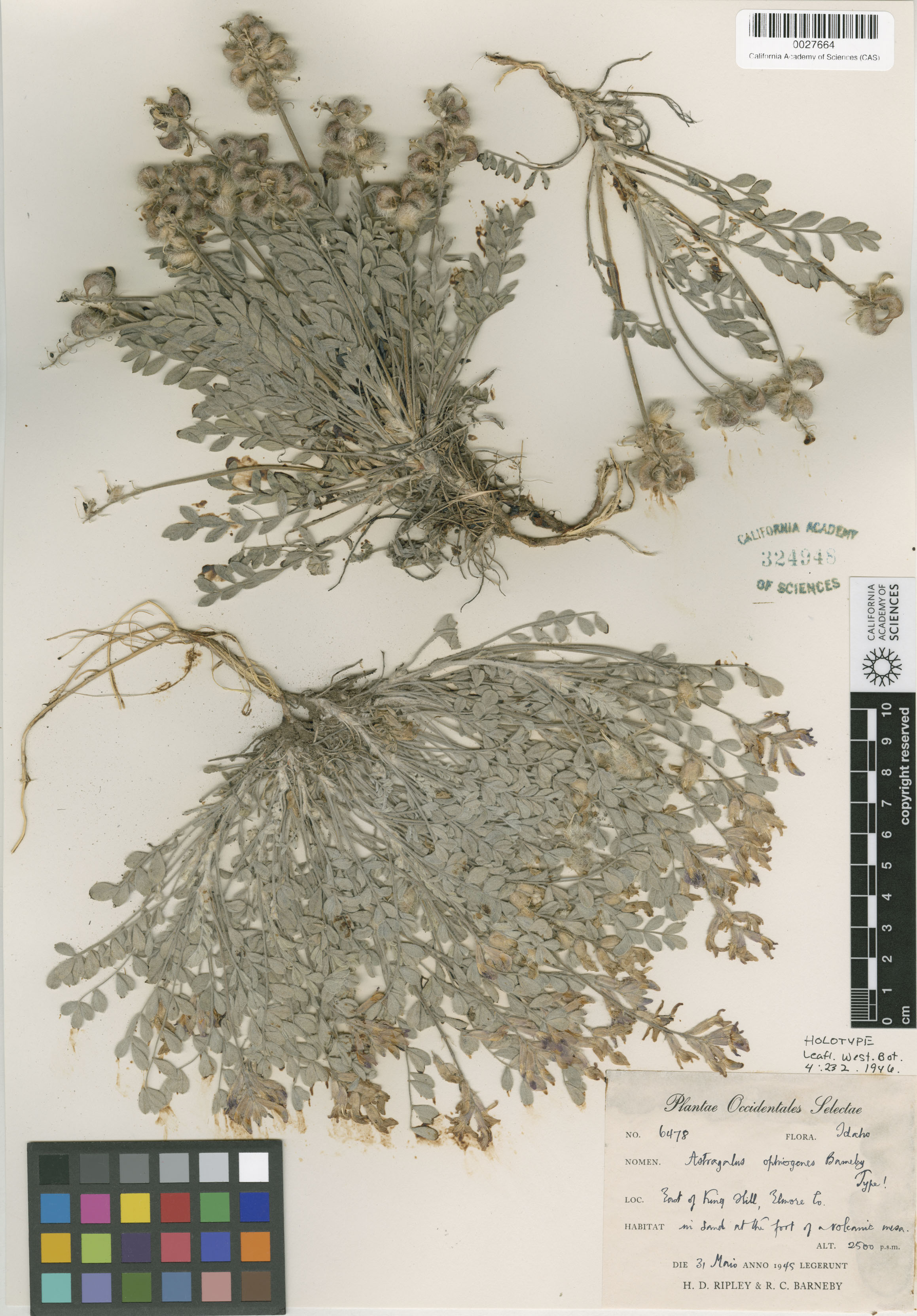 Astragalus ophiogenes image