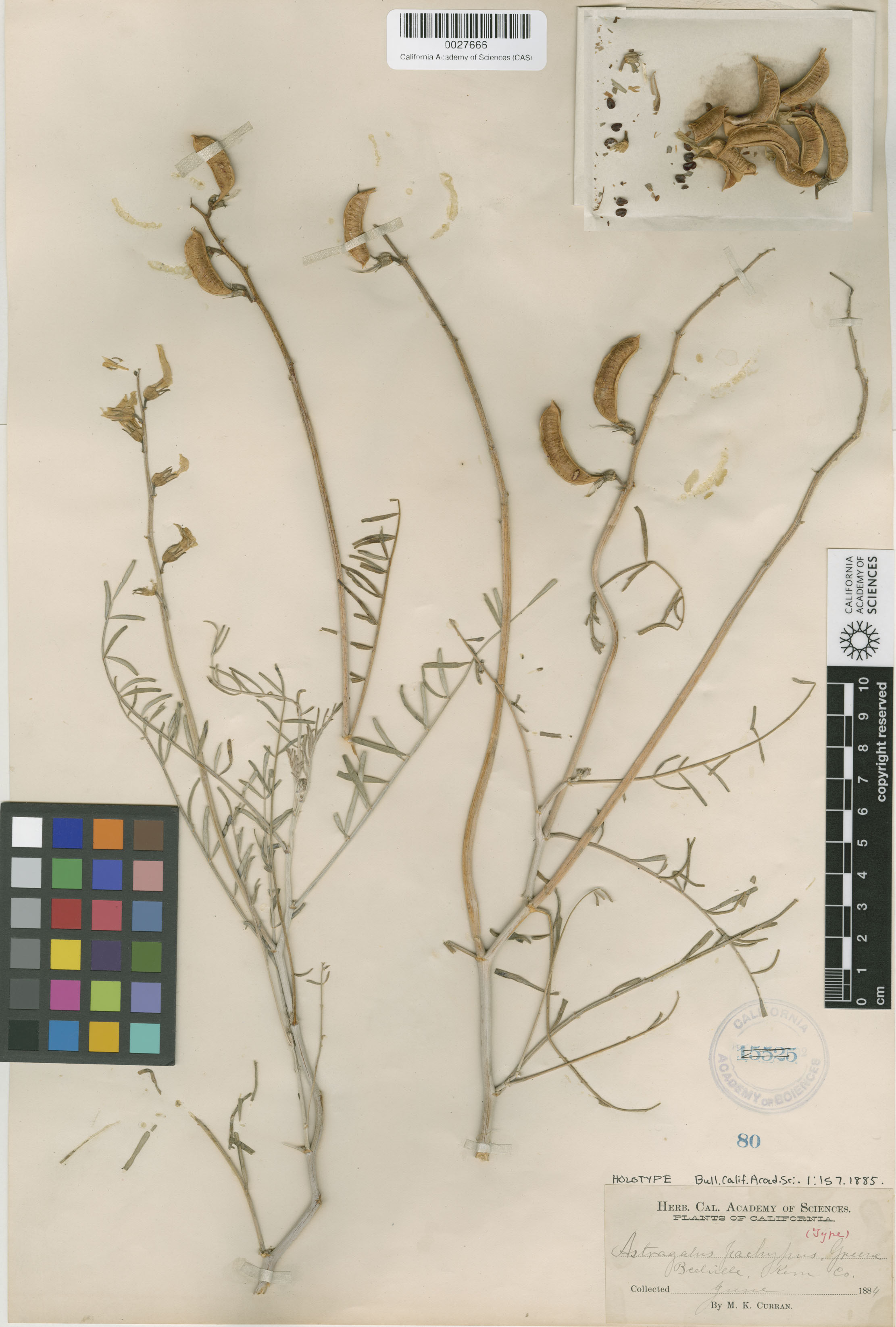 Astragalus pachypus image