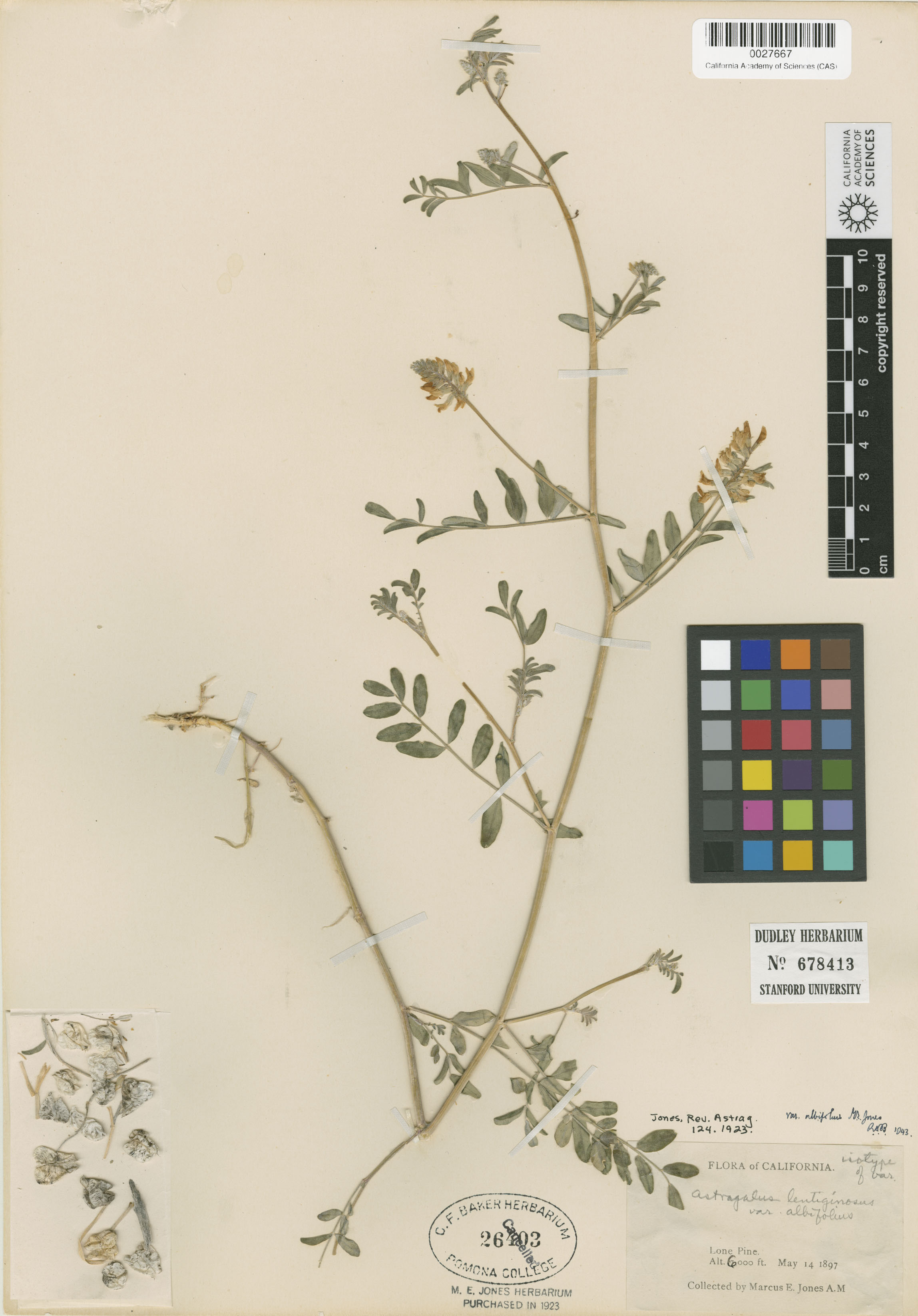 Astragalus lentiginosus var. albifolius image