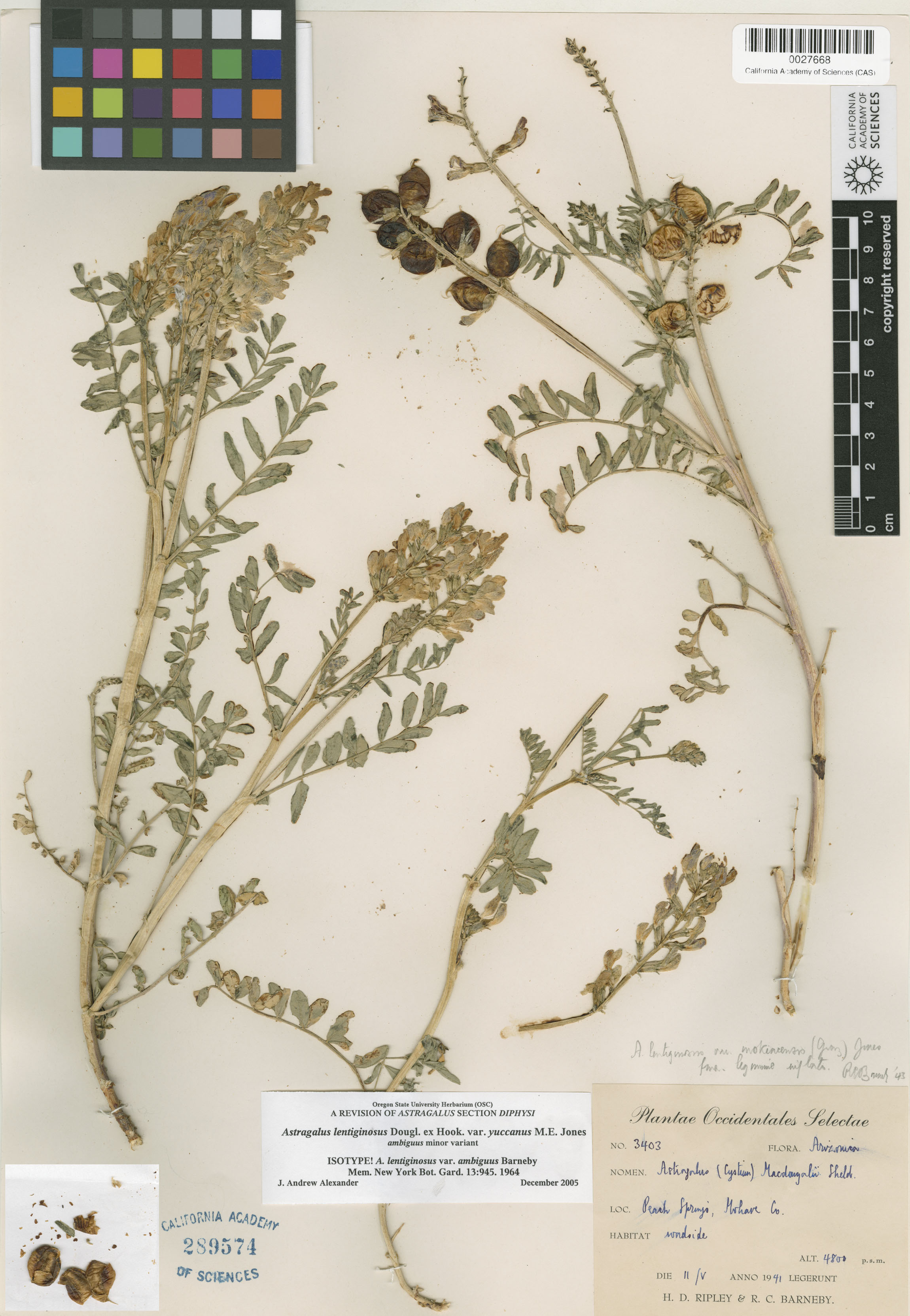 Astragalus lentiginosus var. ambiguus image