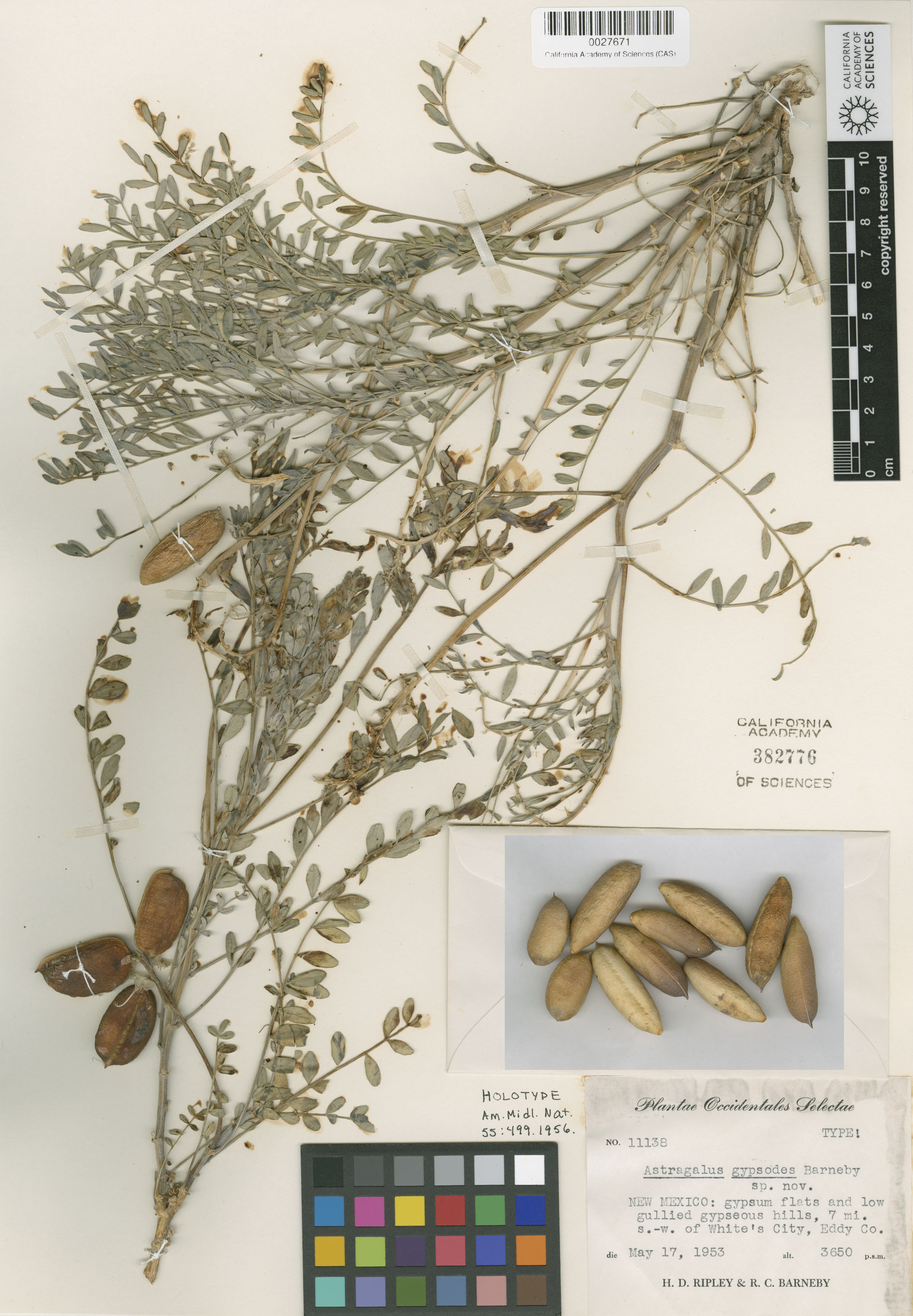 Astragalus gypsodes image