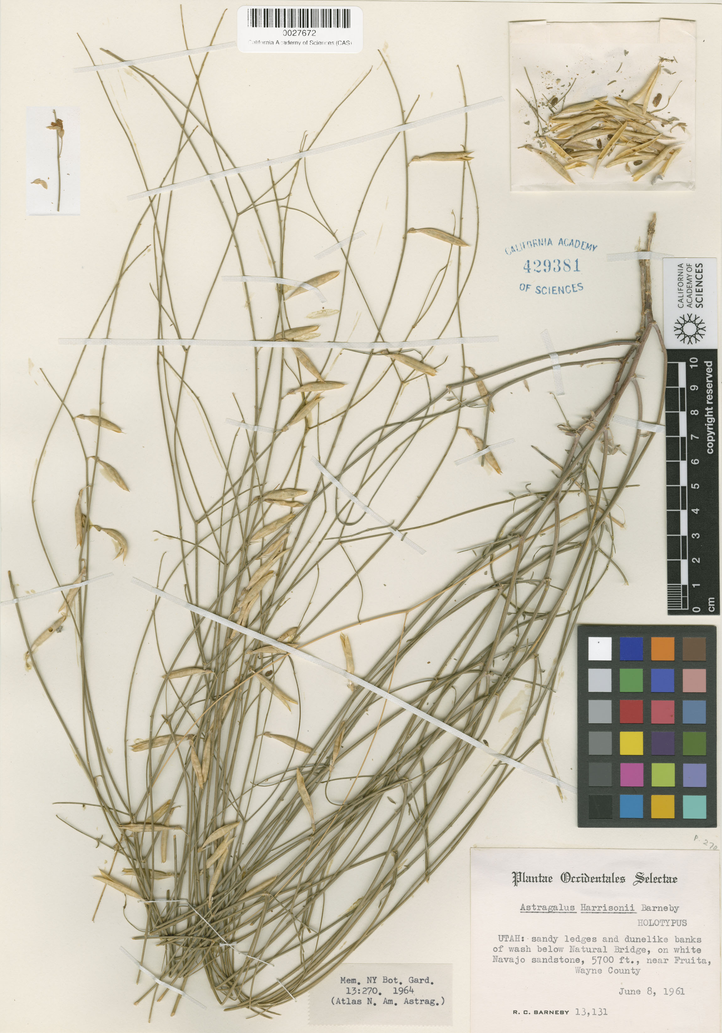 Astragalus harrisonii image