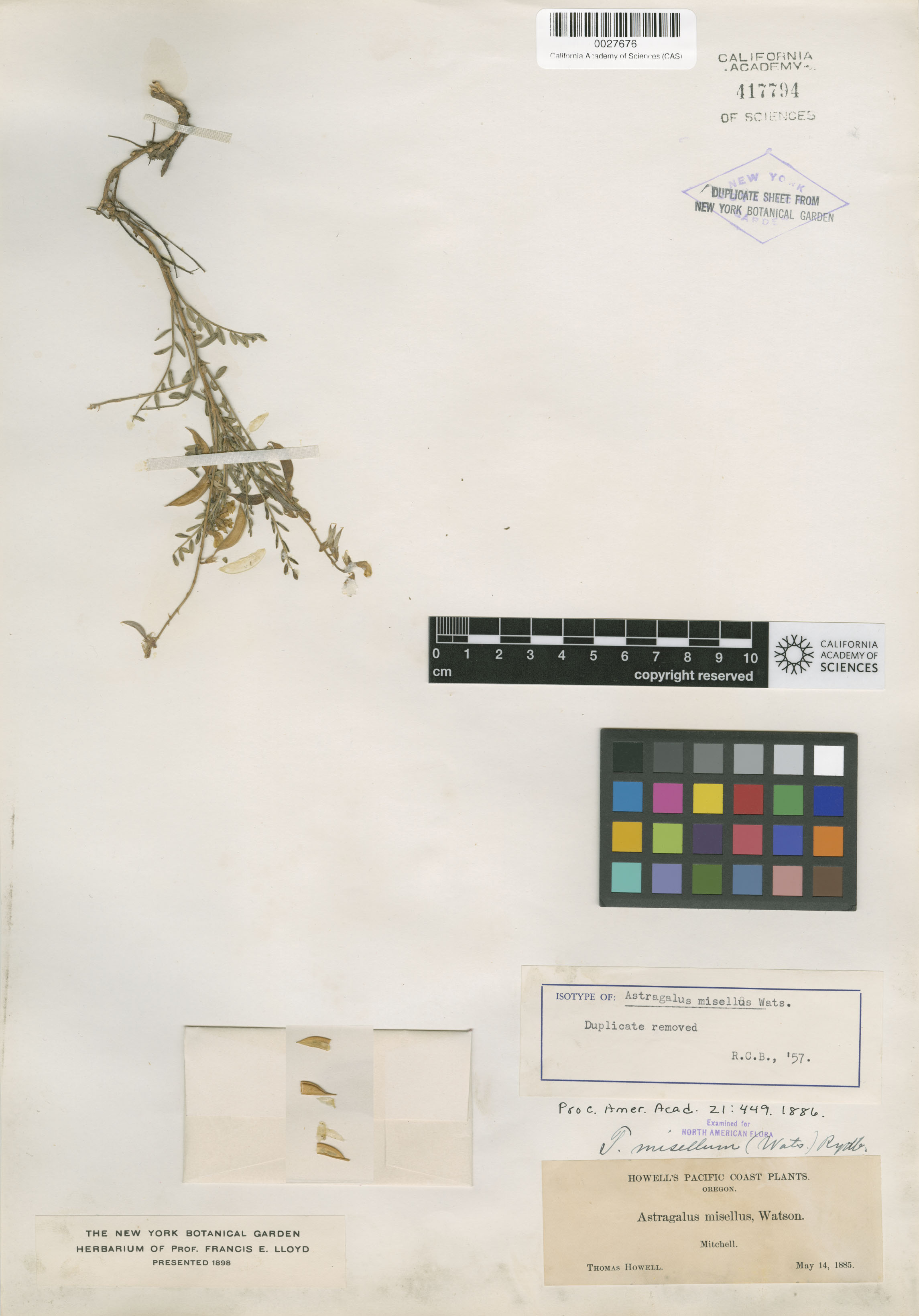 Astragalus misellus image