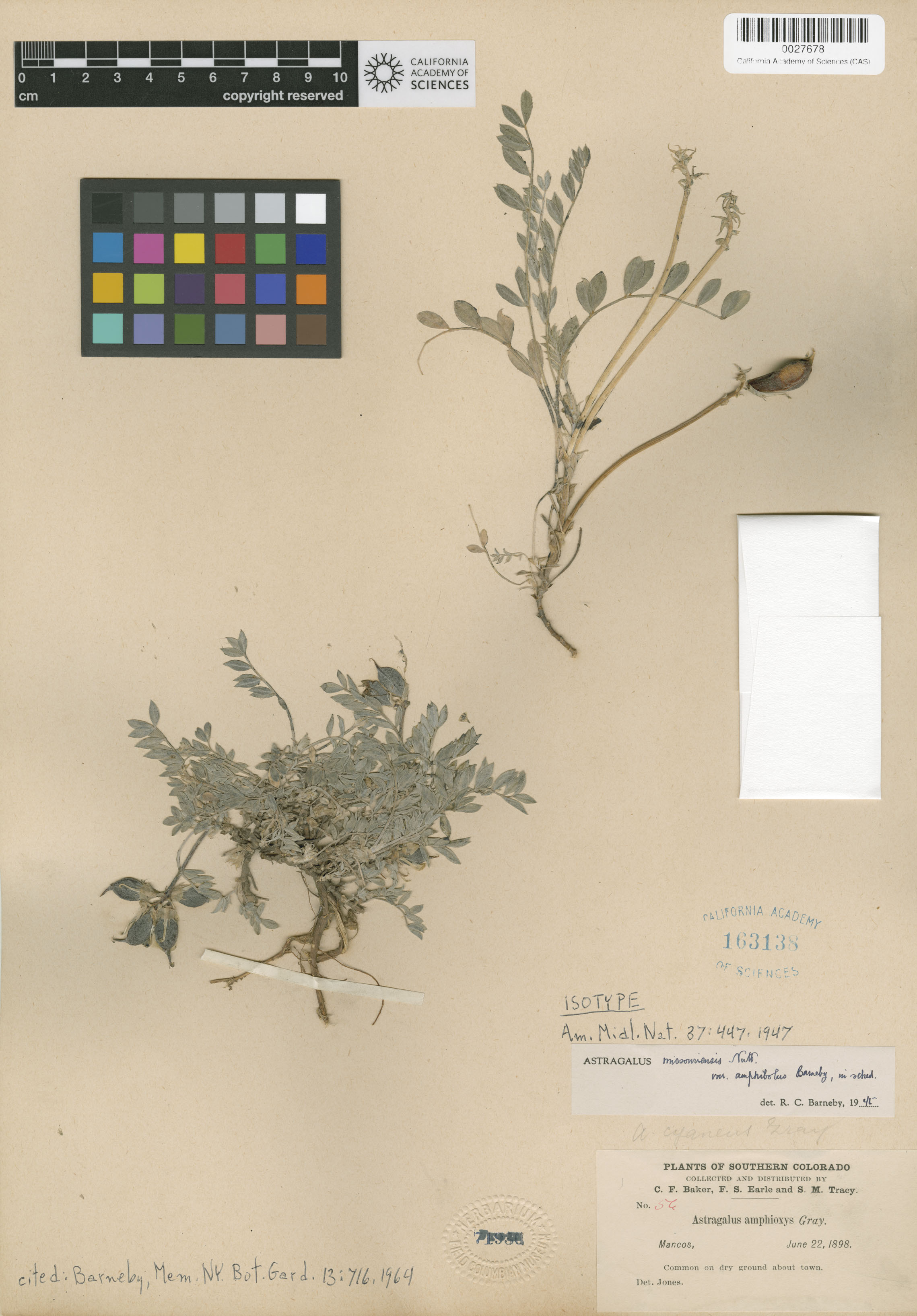 Astragalus missouriensis var. amphibolus image