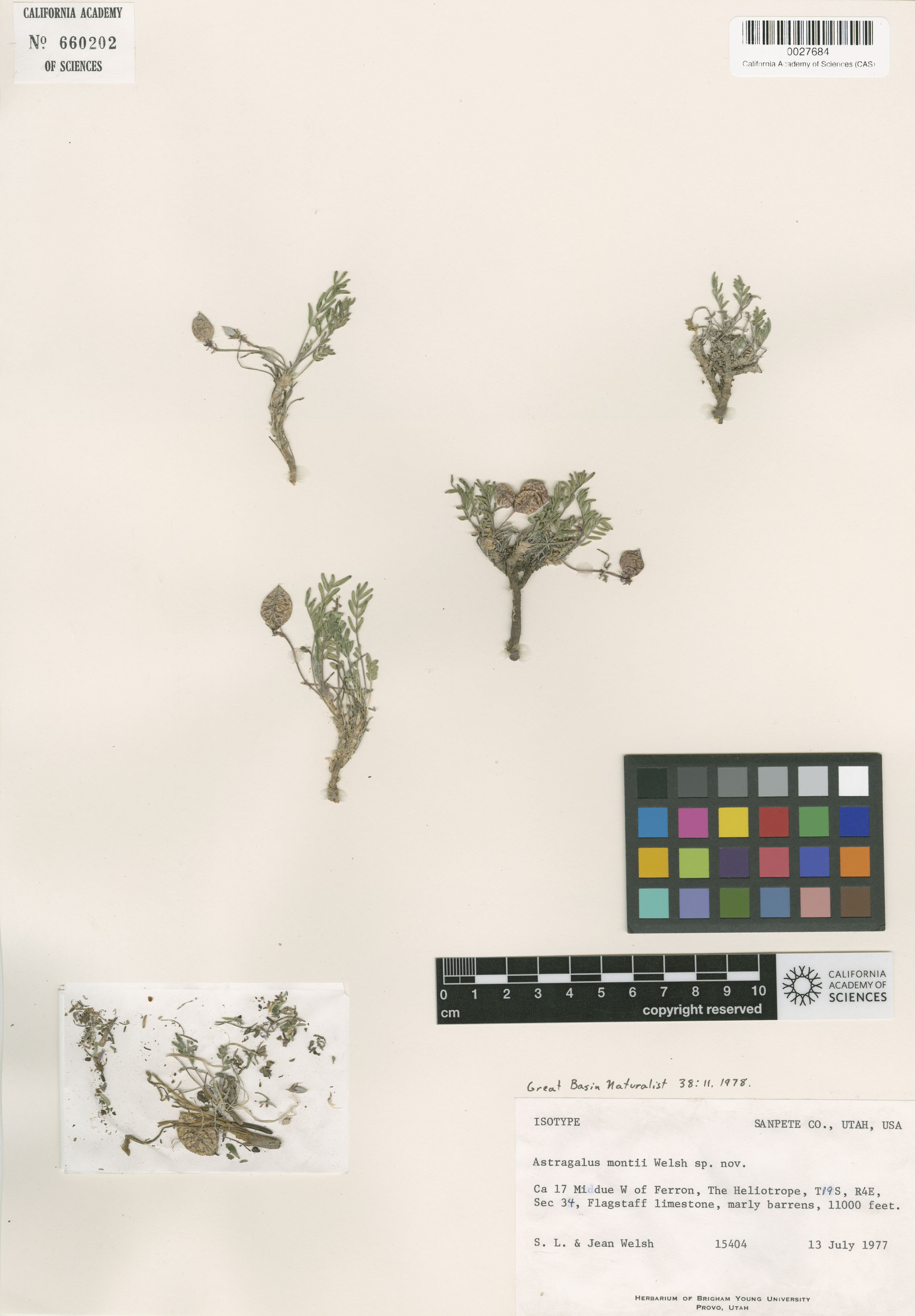 Astragalus montii image