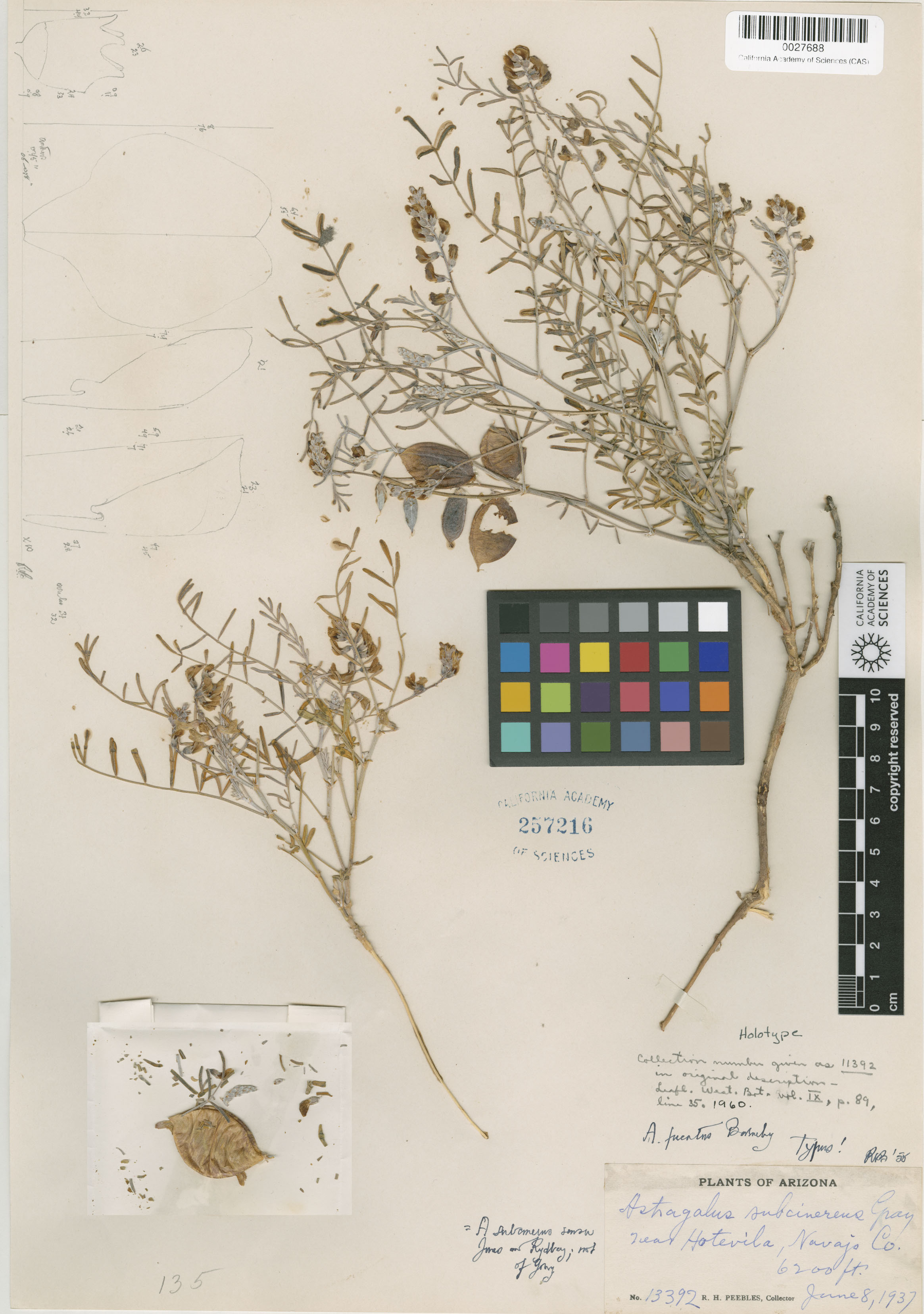 Astragalus fucatus image