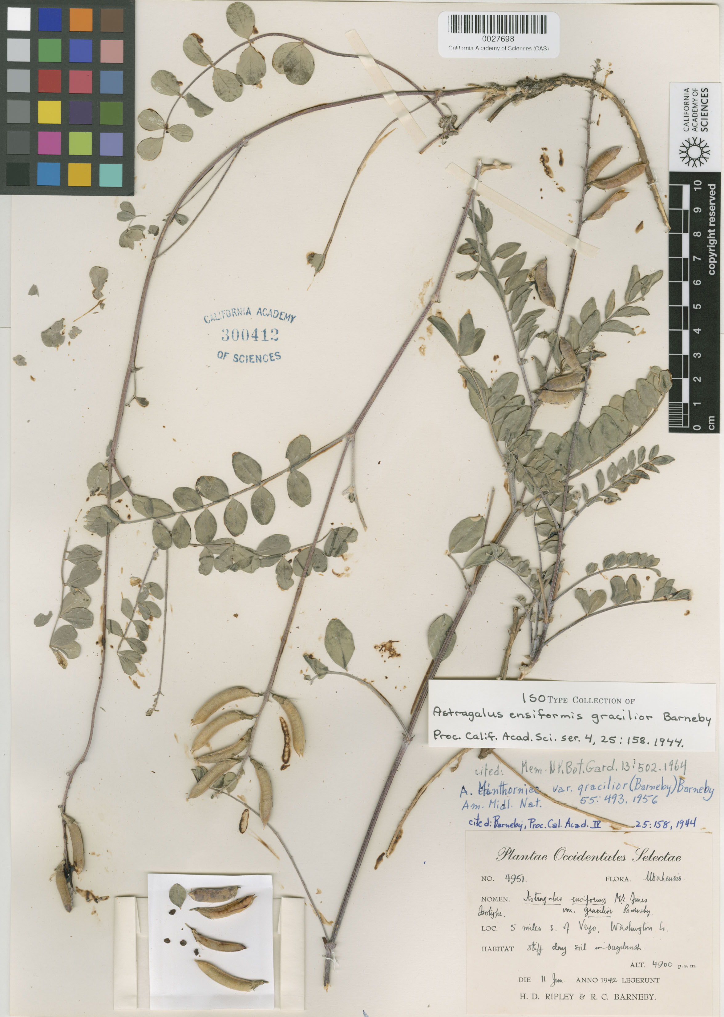 Astragalus ensiformis image