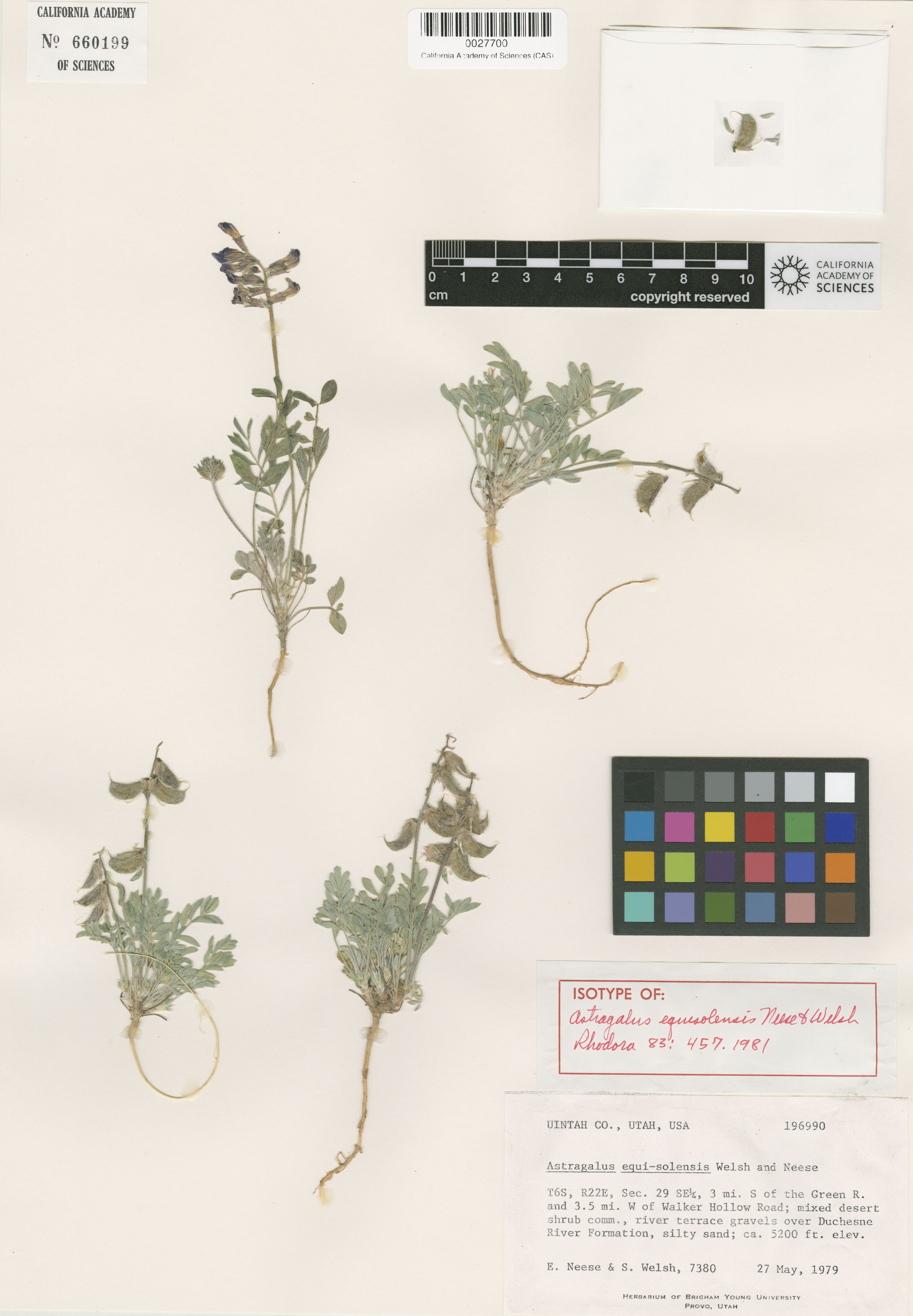 Astragalus equisolensis image