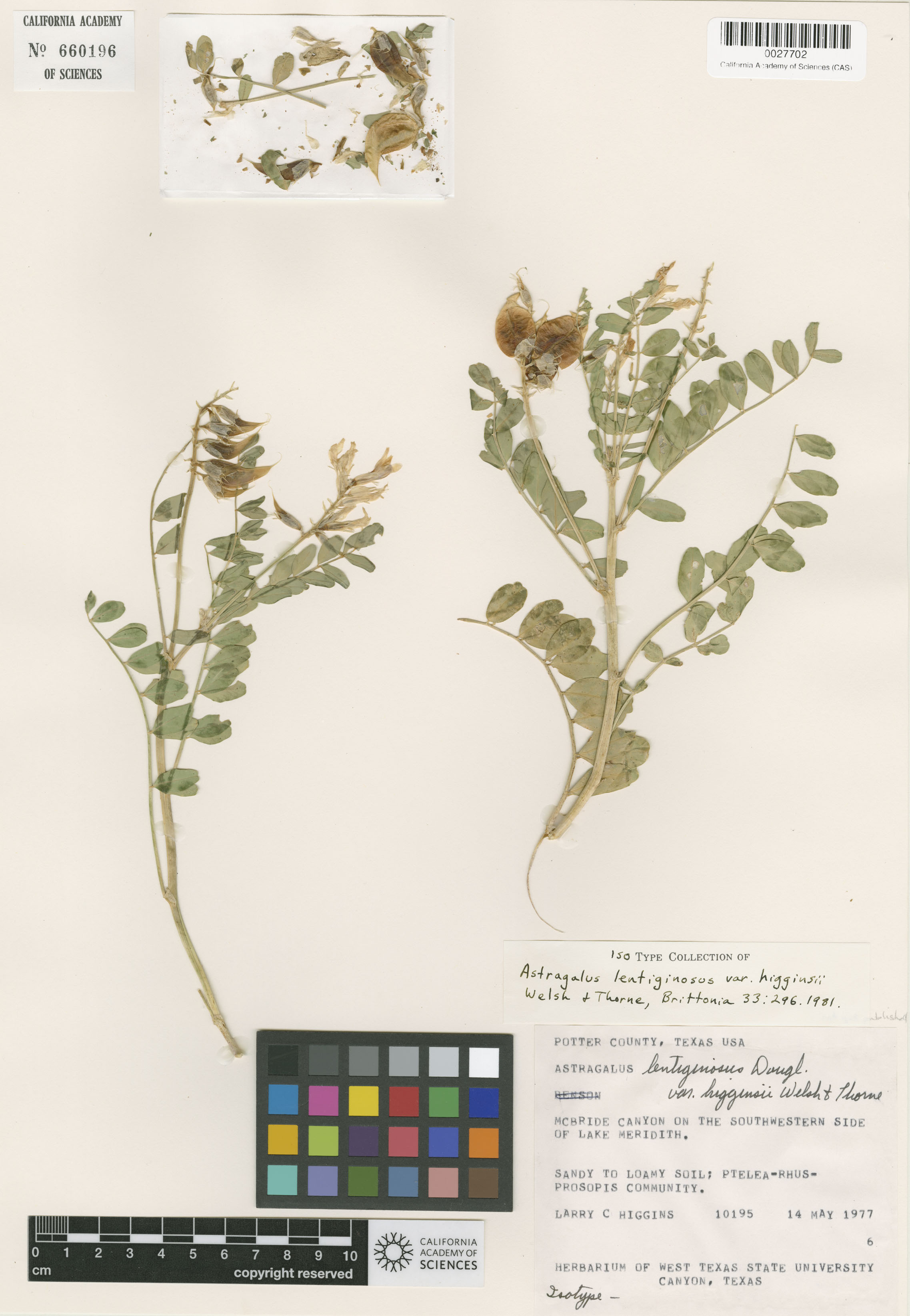 Astragalus lentiginosus var. higginsii image